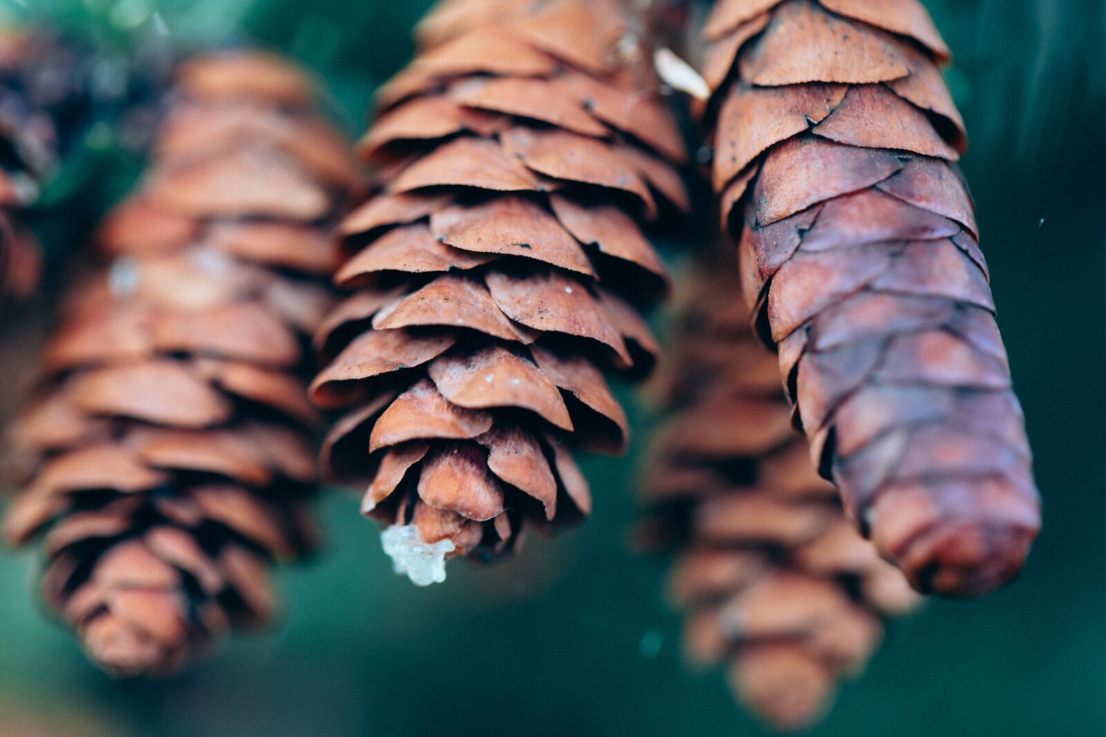Canon EF 100mm F2.8L Macro IS USM sample photo. Pinecone, tree, nature photography