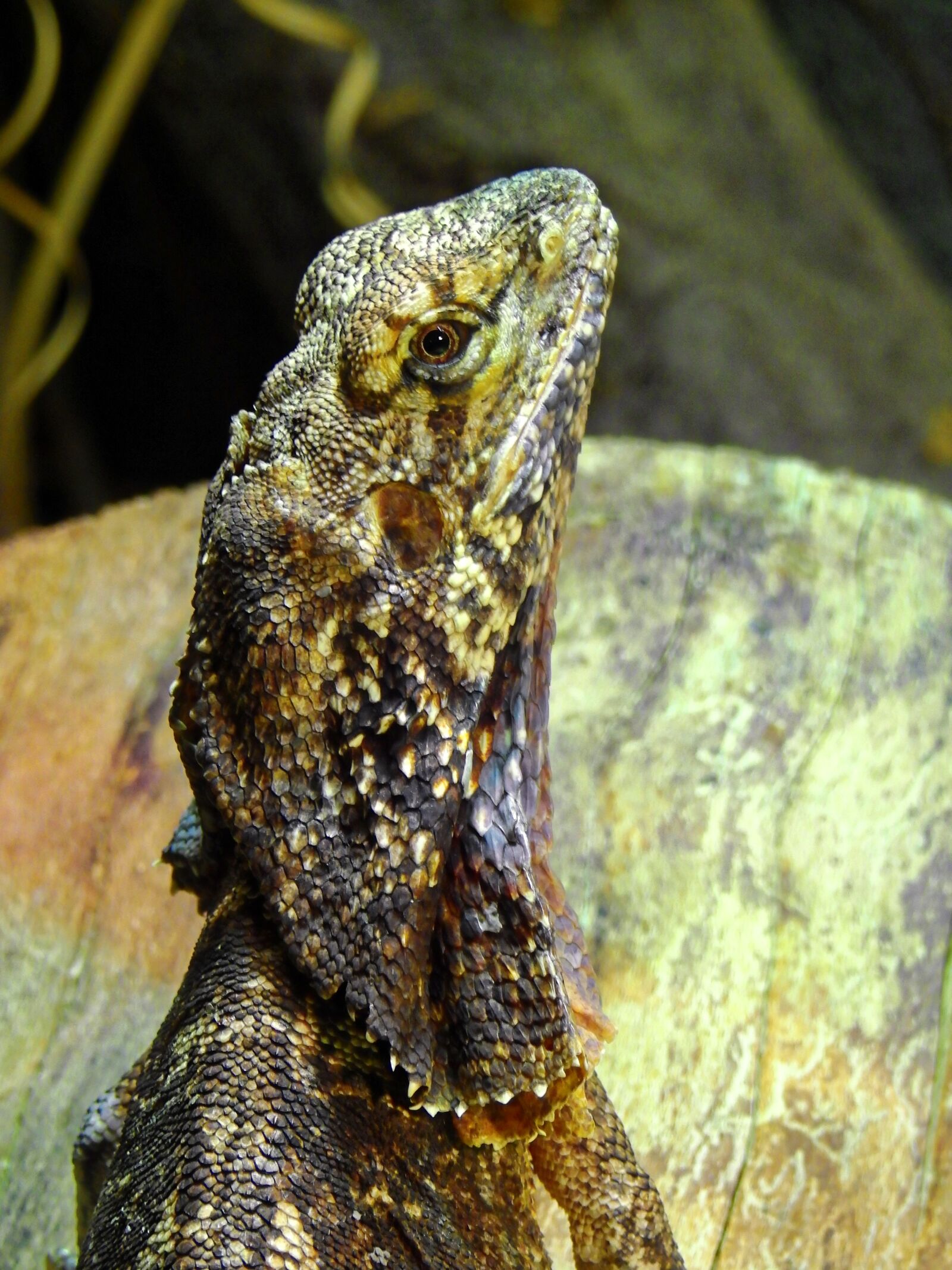 Nikon Coolpix P900 sample photo. Lizard, reptile, animal photography