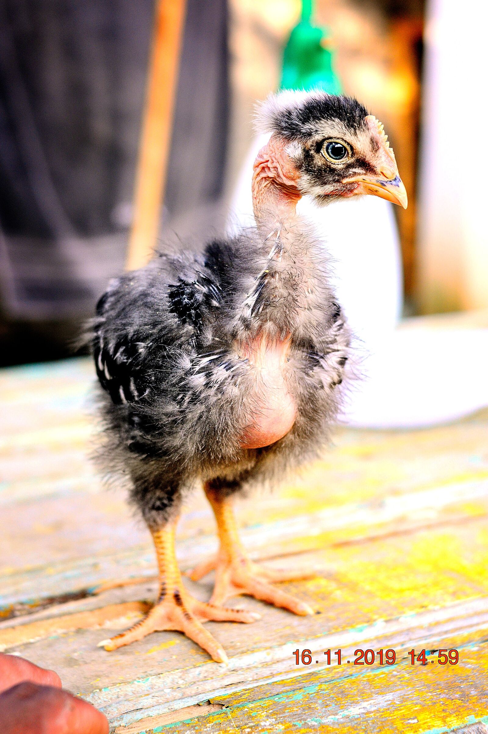 Nikon D3200 sample photo. Chicken, bird, hen house photography