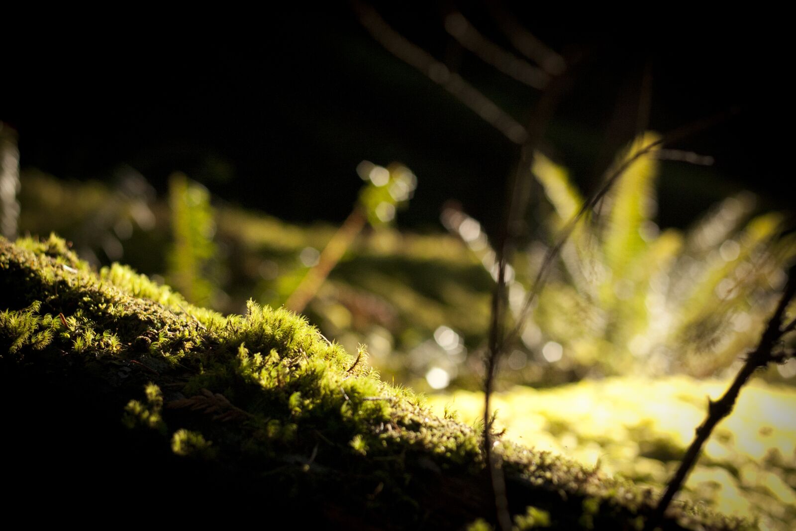 Canon EOS 450D (EOS Rebel XSi / EOS Kiss X2) sample photo. Moss, nature, forest photography