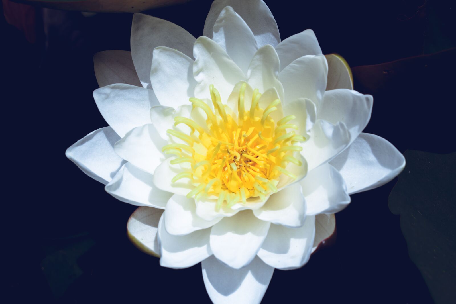 Nikon D5600 sample photo. Lotus, flower, dark photography