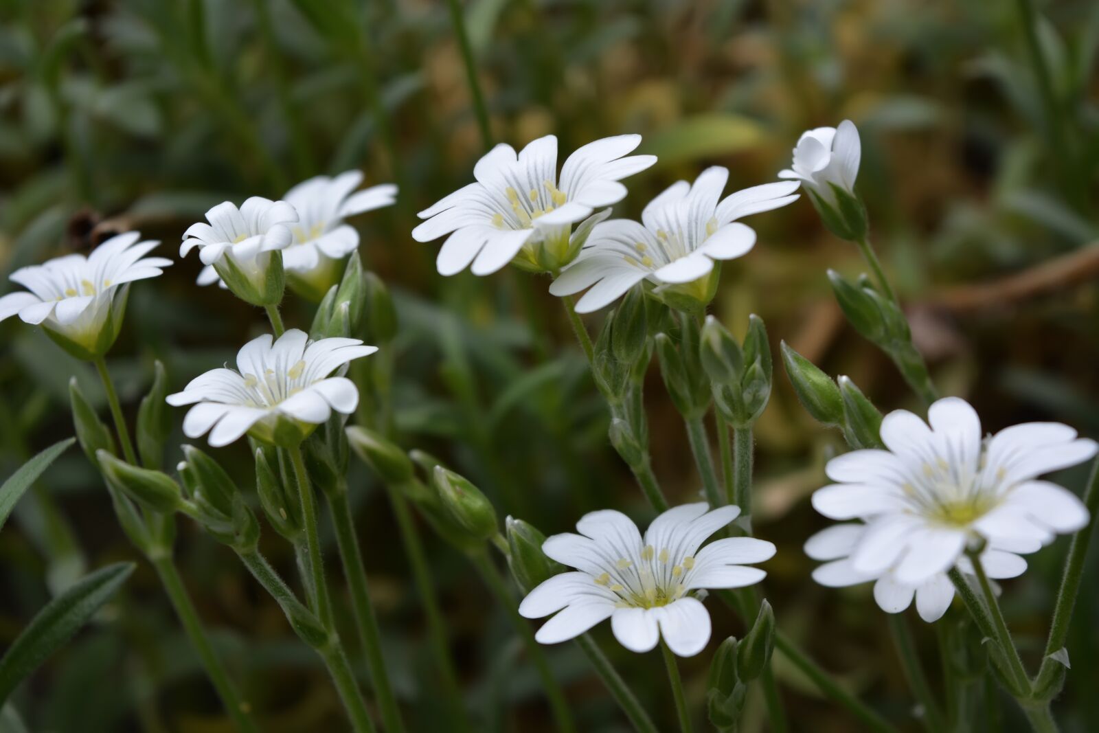 Nikon D5200 sample photo. Spring, flowers, background photography