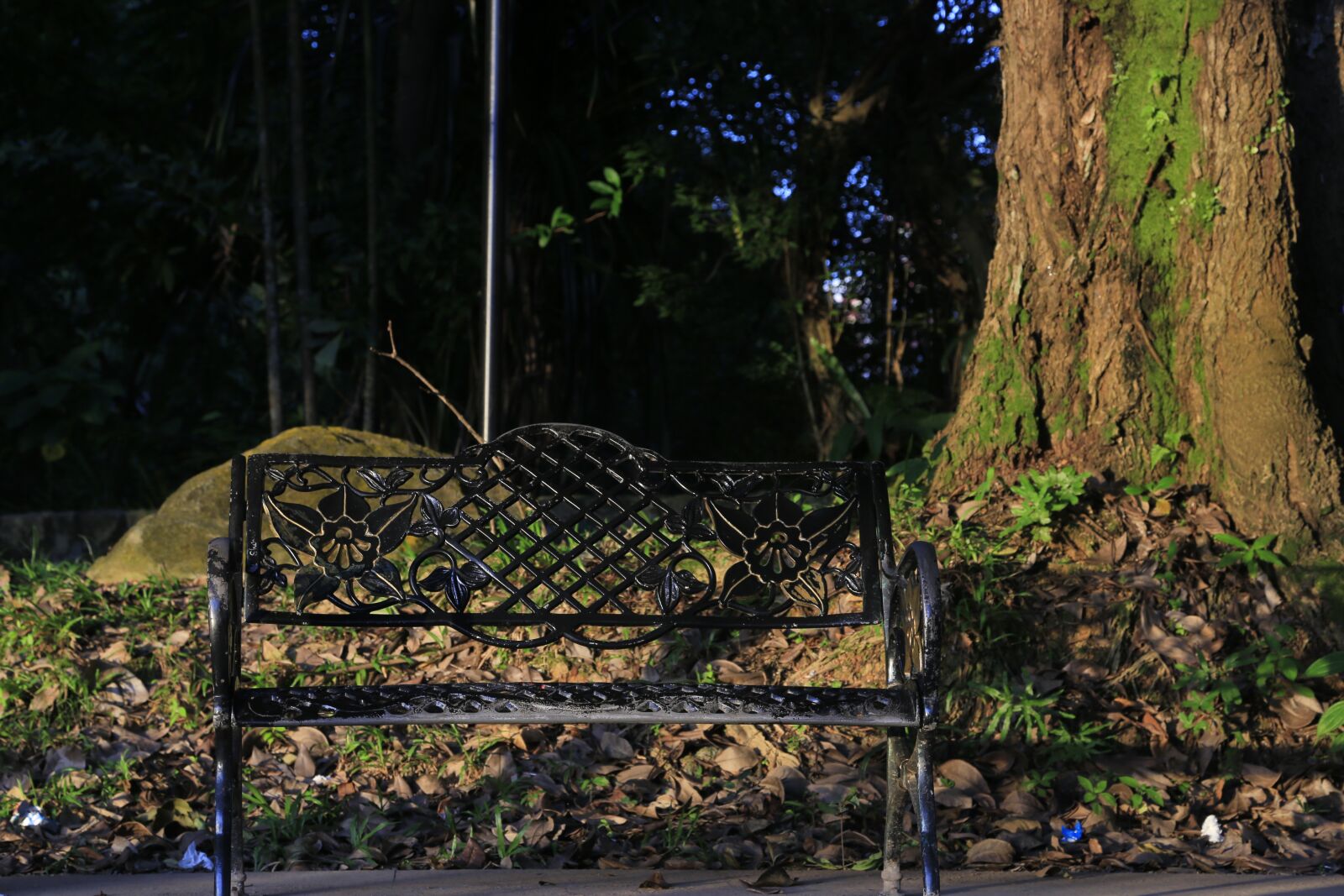 Canon EF 24-105mm F4L IS USM sample photo. Bank, tree, nostalgia photography