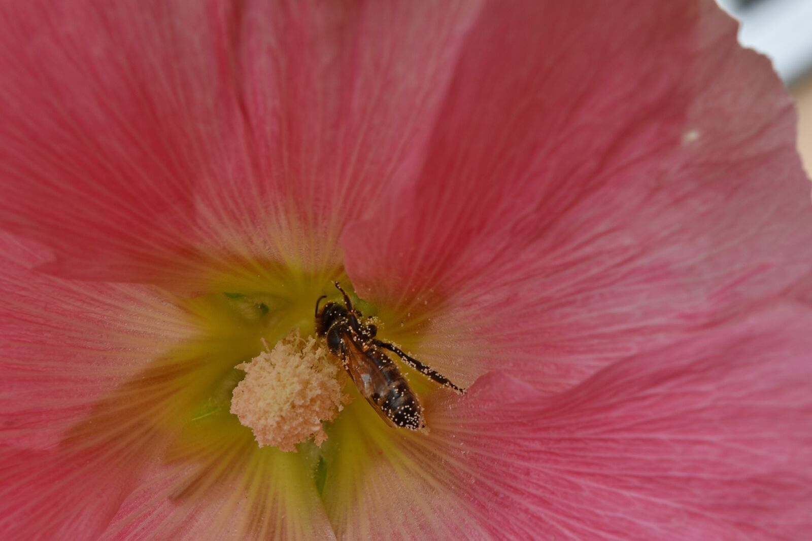 Nikon D5500 sample photo. Bee, insect, nectar, pollinating photography