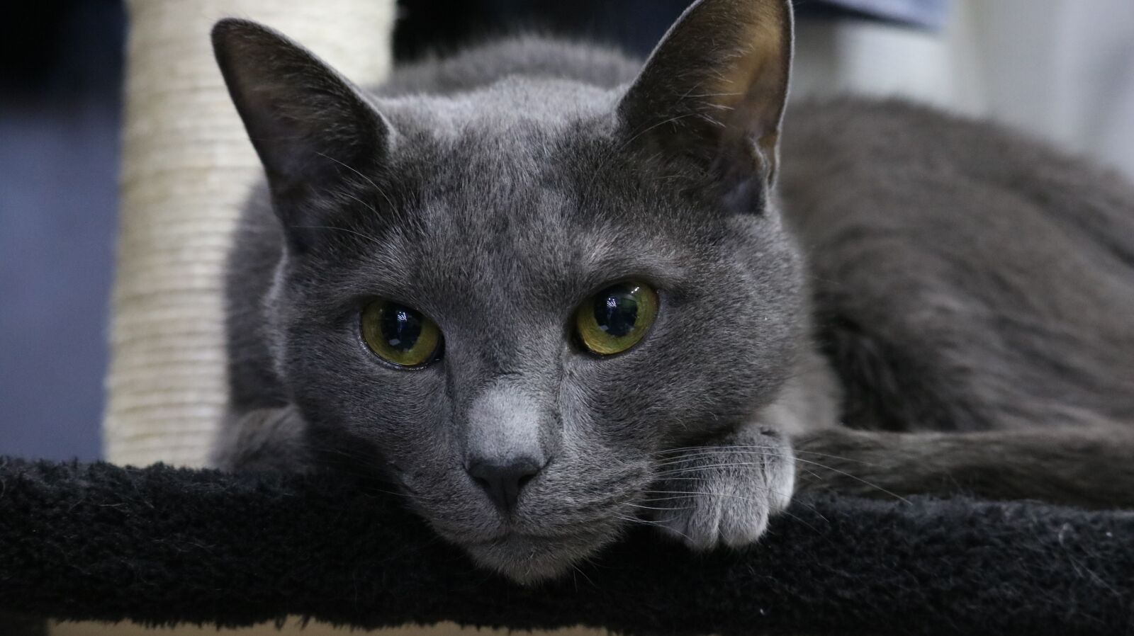 Canon EOS 750D (EOS Rebel T6i / EOS Kiss X8i) sample photo. Animal, cat, cute photography