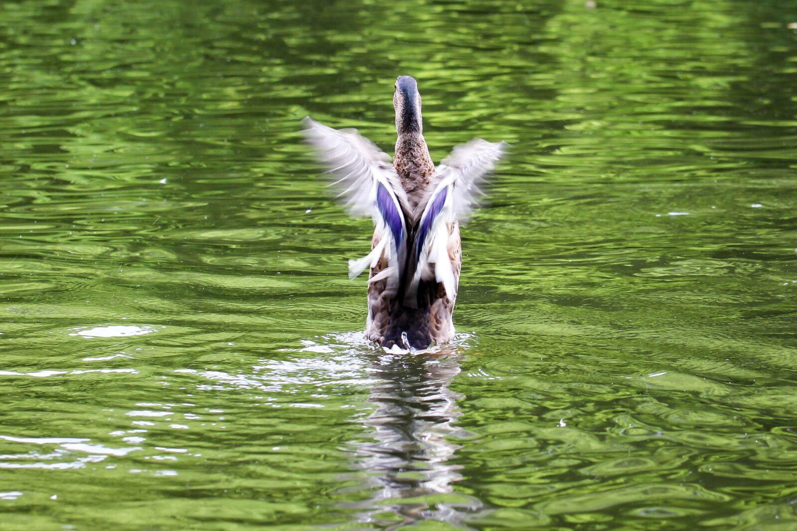 Canon EOS 700D (EOS Rebel T5i / EOS Kiss X7i) sample photo. Duck, start, free as photography