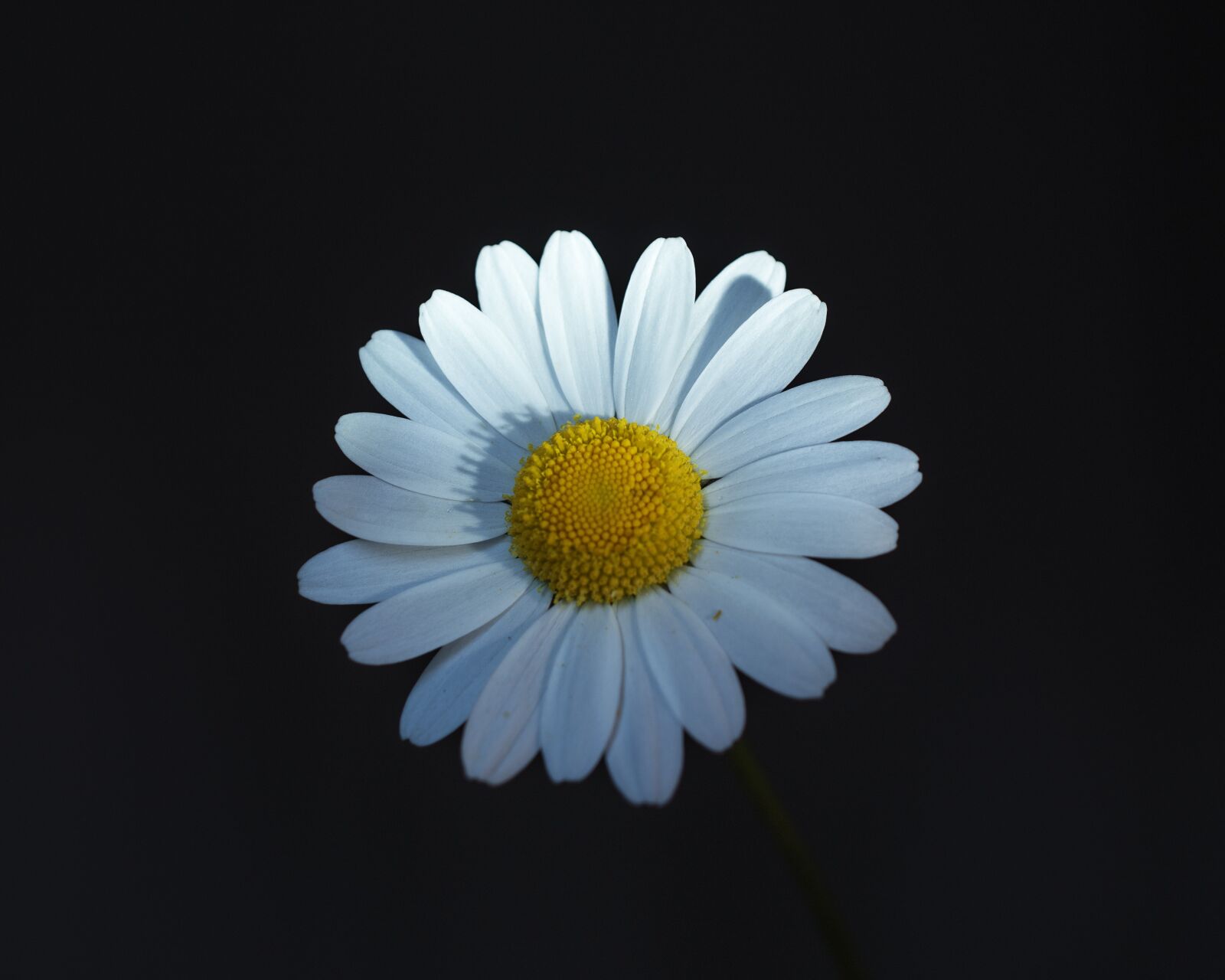 Nikon D5600 sample photo. Marguerite, flower, spring photography