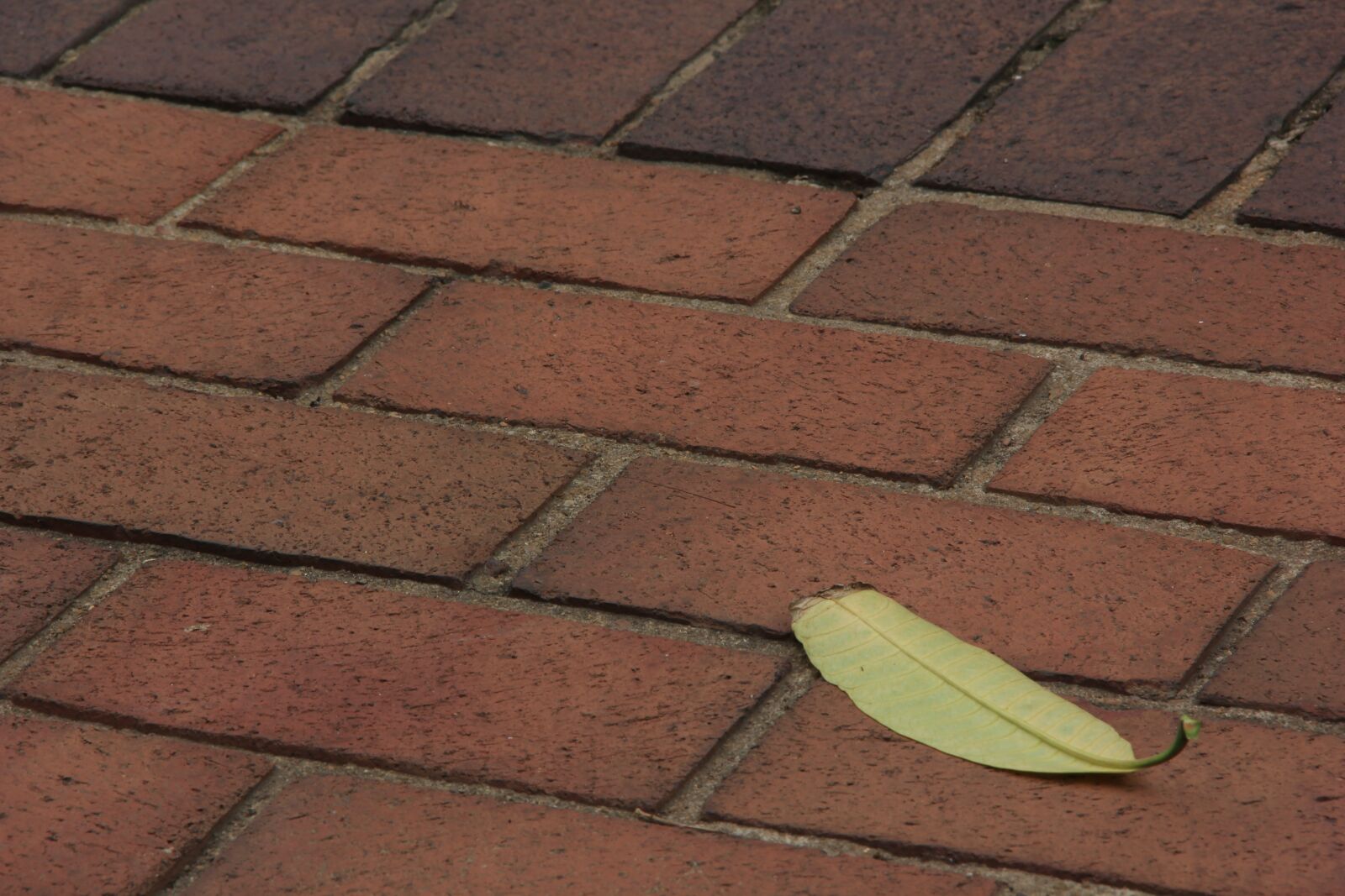 Canon EOS 550D (EOS Rebel T2i / EOS Kiss X4) sample photo. Leaf, brick, floor photography