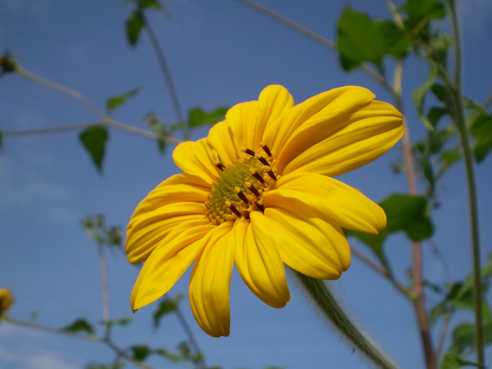 Olympus FE210,X775 sample photo. Flower, yellow, yellow flower photography