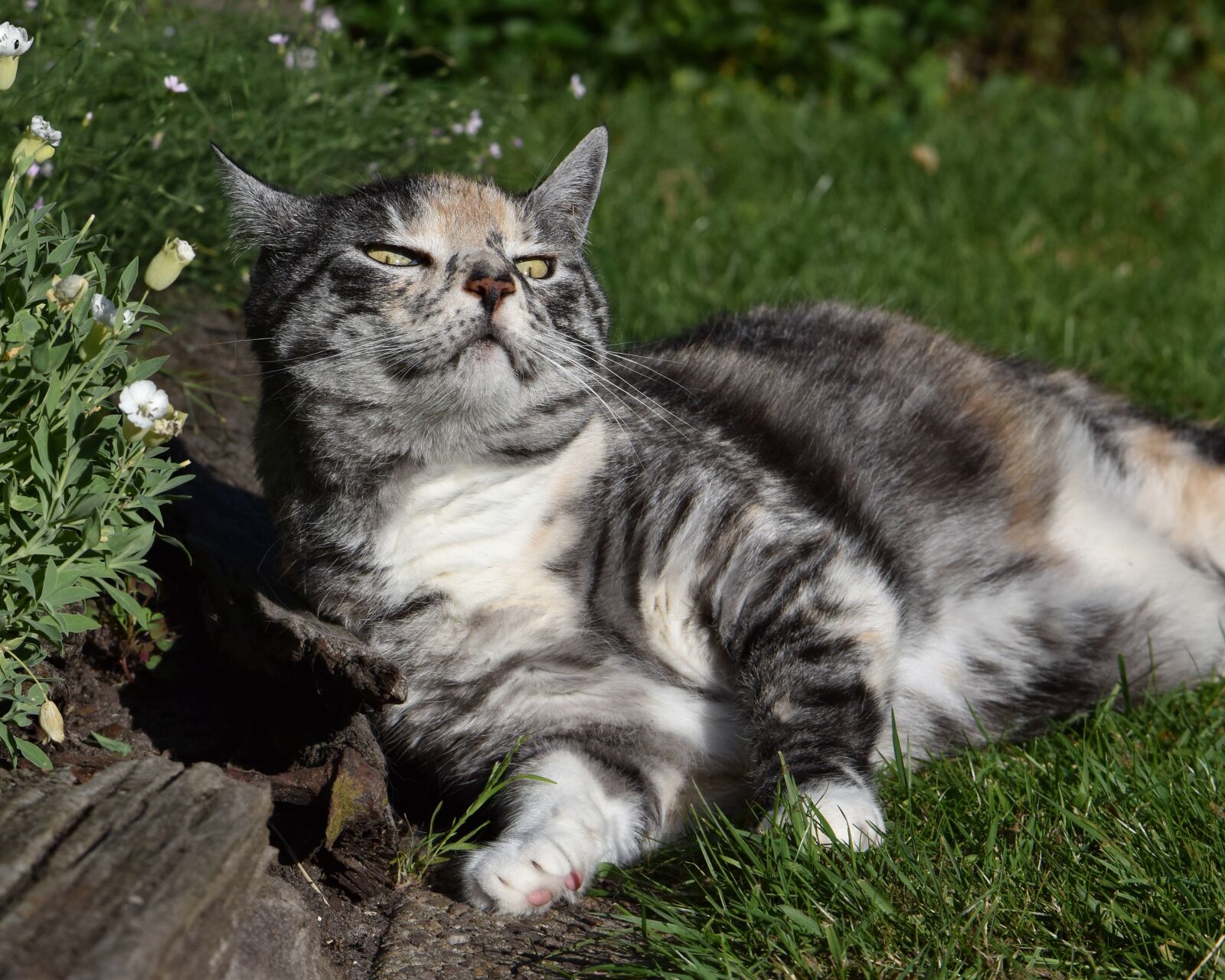 Nikon D5600 sample photo. Cat, mieze, pet photography