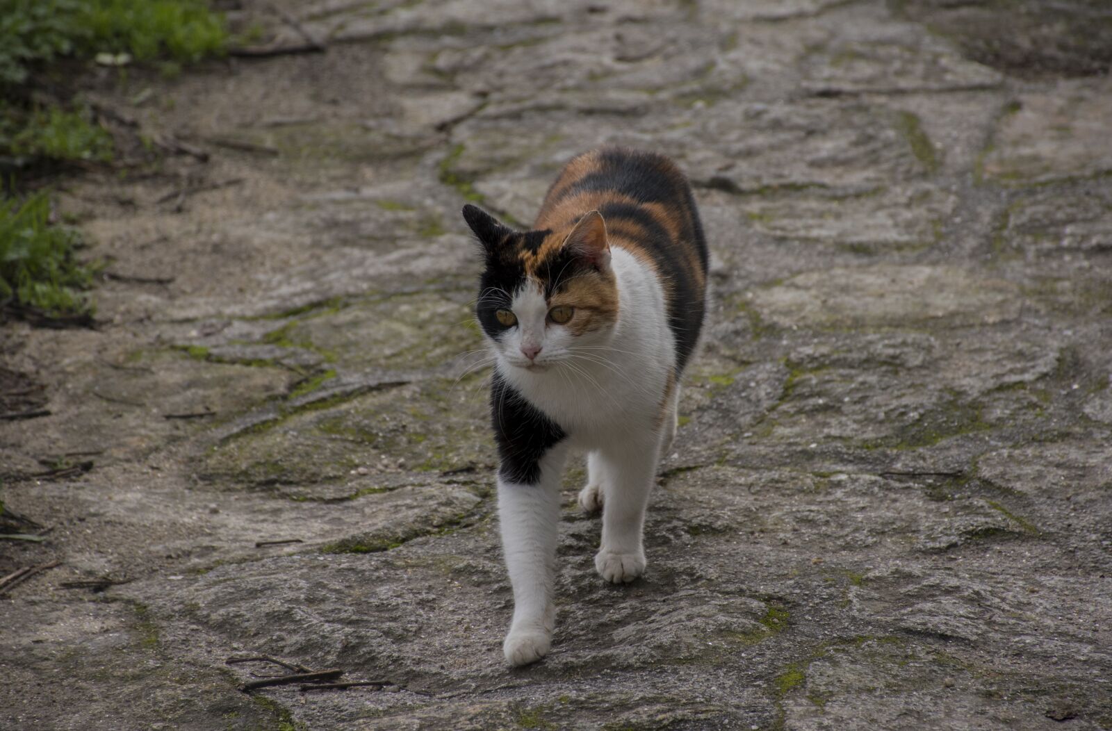Nikon D5600 sample photo. Mammals, animal, cute photography