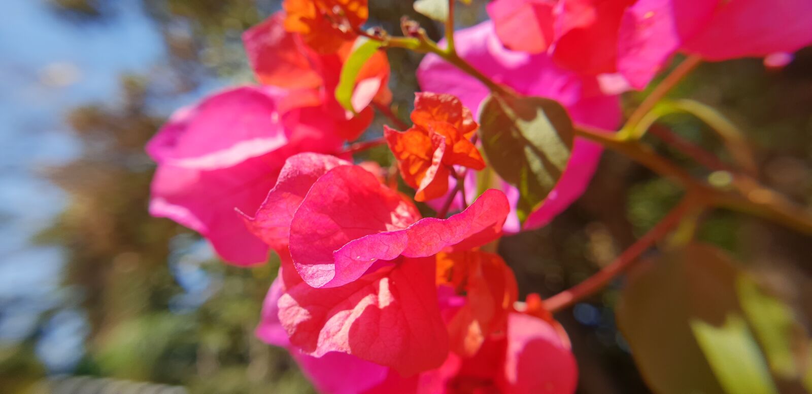 Samsung Galaxy S9+ sample photo. Bougainvilia, red flowers, nature photography