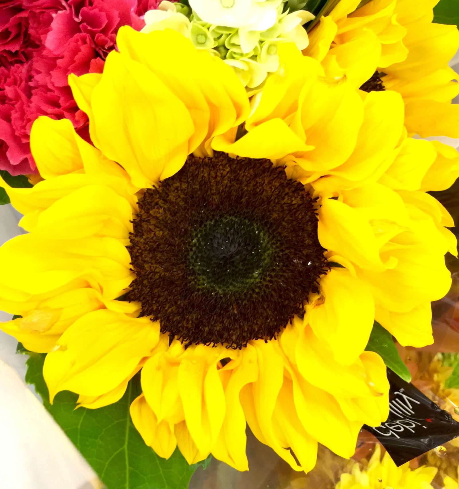 iPhone 6 Plus back camera 4.15mm f/2.2 sample photo. Bloom, blossom, flower, nature photography
