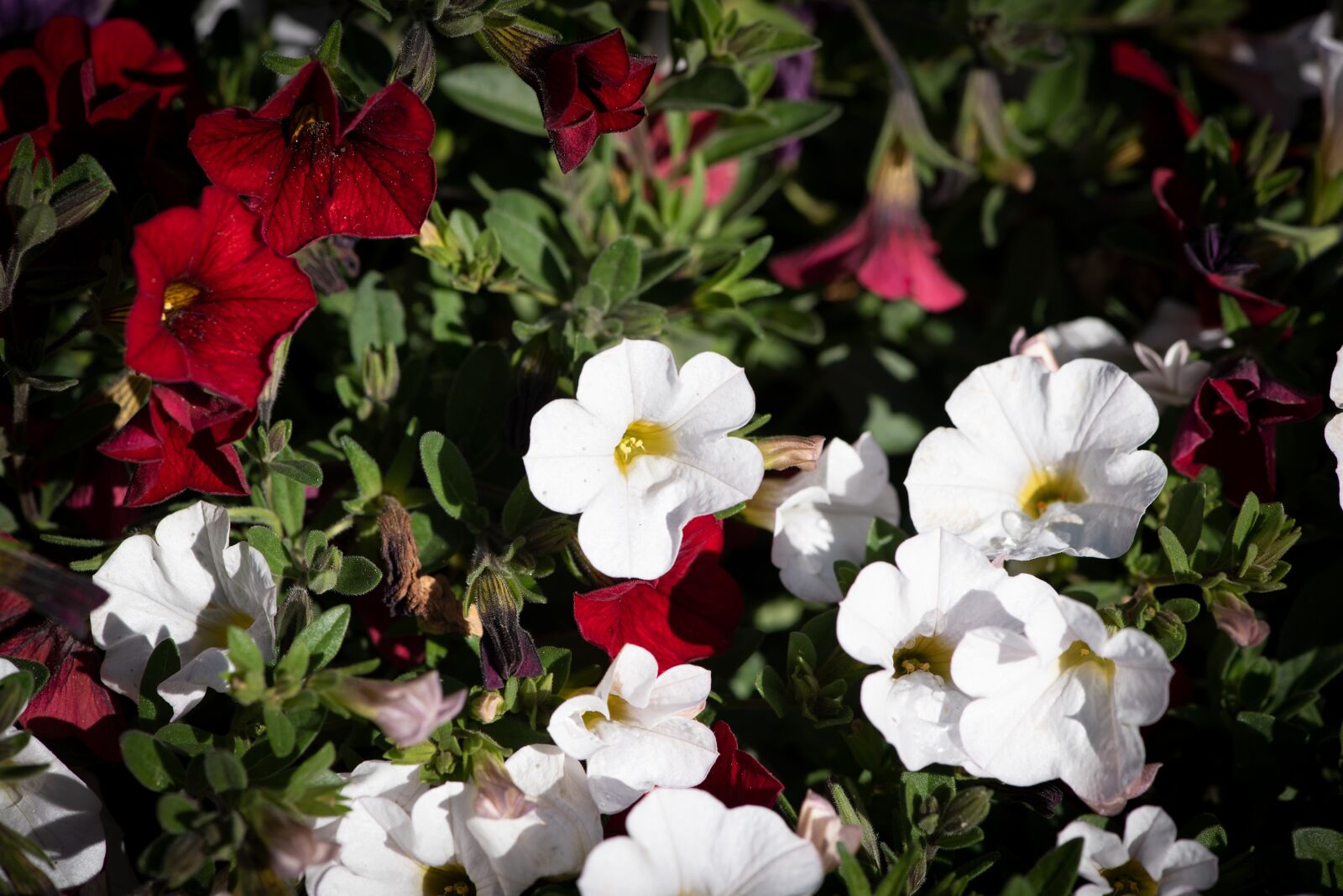 Nikon D750 sample photo. Flowers, garden, balcony photography