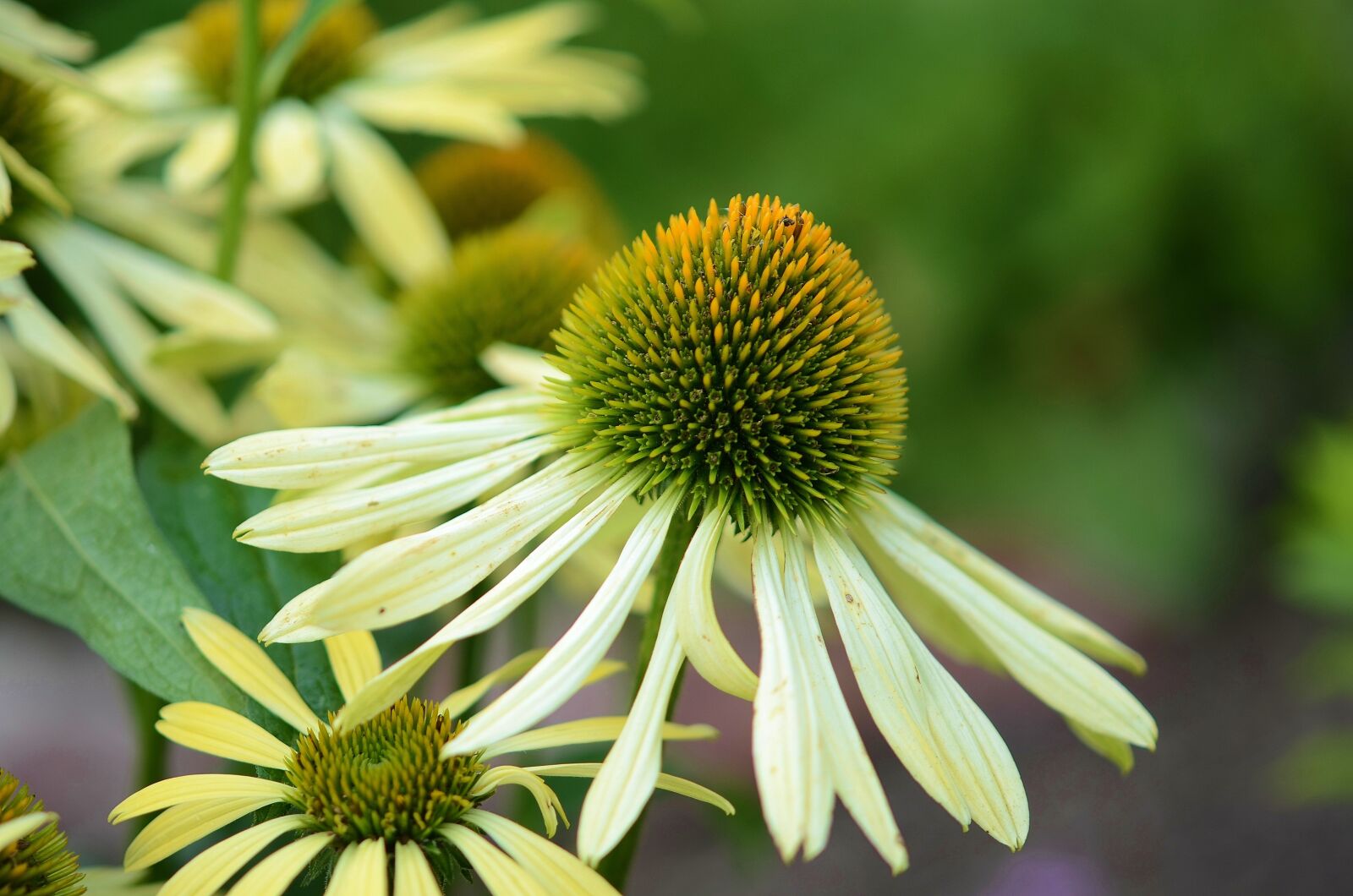 Nikon D7000 sample photo. Flower, natur, spring photography