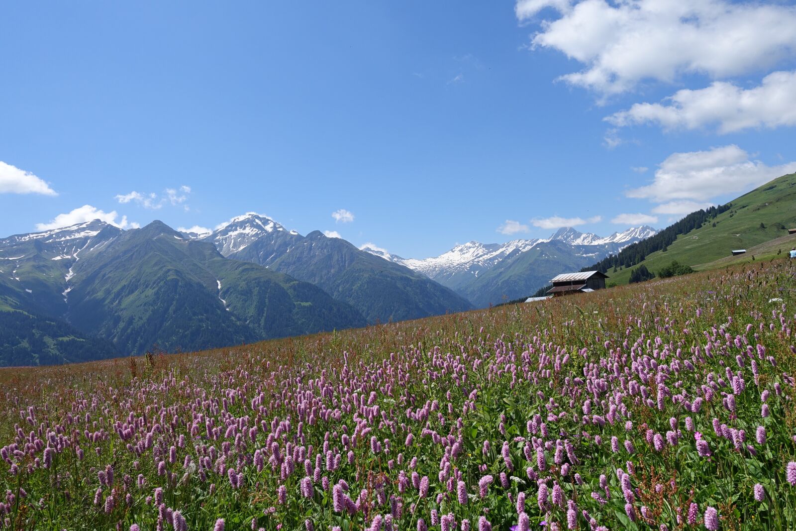 Sony Cyber-shot DSC-RX100 IV sample photo. Mountain landscape, flower meadow photography