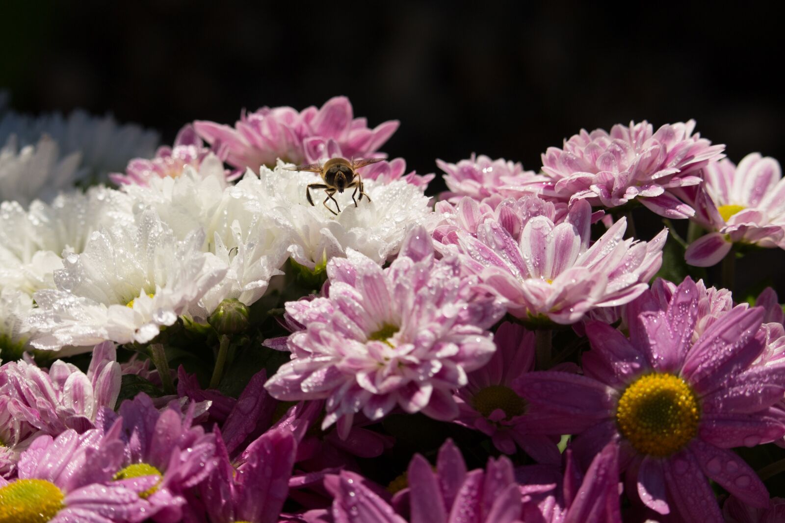 Canon EOS 100D (EOS Rebel SL1 / EOS Kiss X7) sample photo. Chrysanthemums, background, chrysanthemum photography