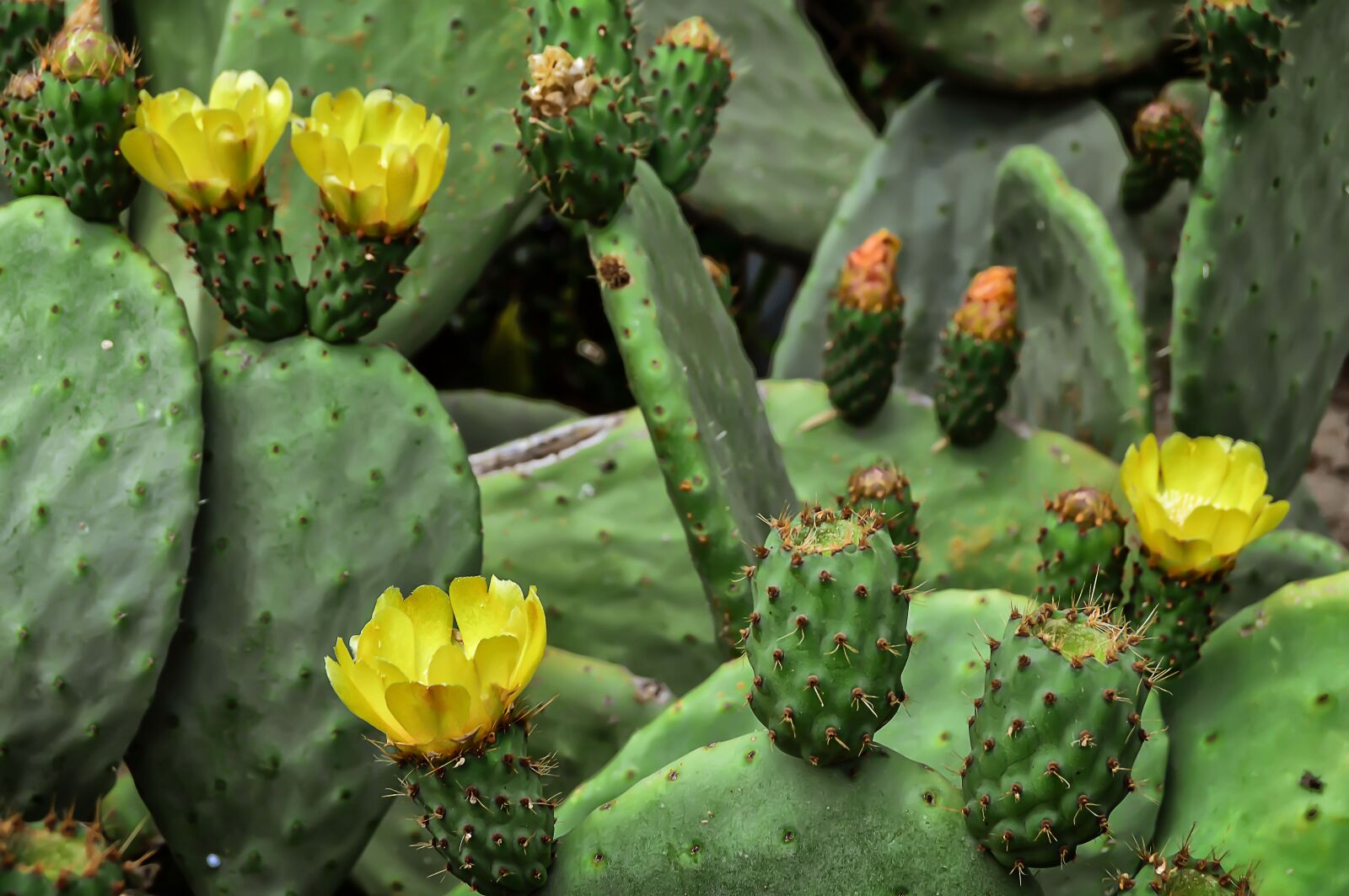 Nikon D3200 sample photo. Flower, prickly pear, fruit photography