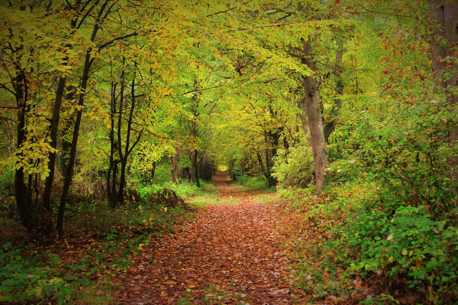 Nikon D7200 sample photo. Nature, forest photography