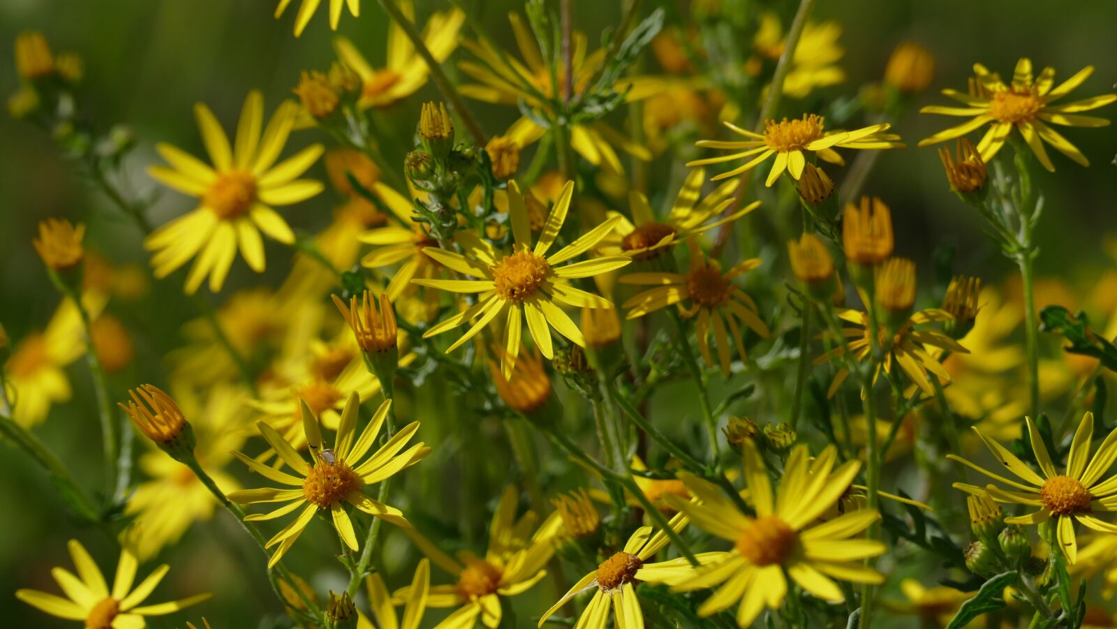 Leica V-Lux (Typ 114) sample photo. Flowers, meadow, yellow photography
