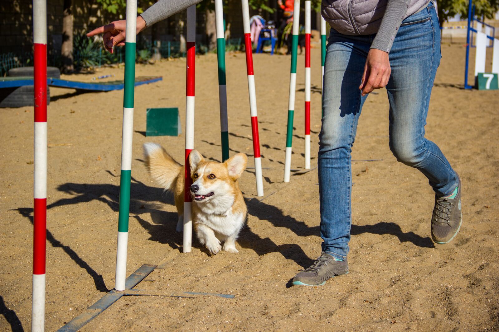 Canon EOS 550D (EOS Rebel T2i / EOS Kiss X4) sample photo. Welsh corgi pembroke, corgi photography