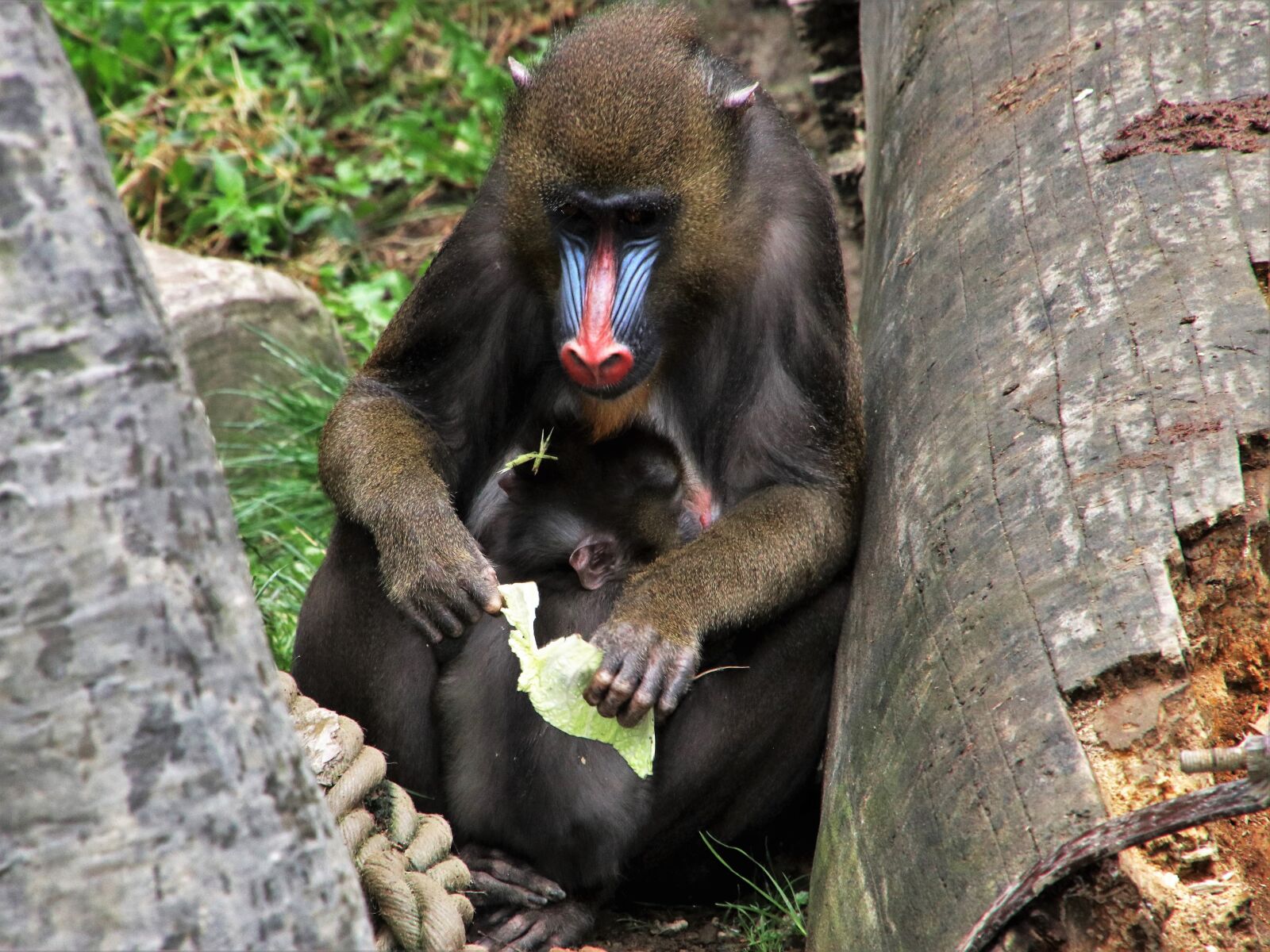 Canon EOS 80D sample photo. Baboon, monkey, animals photography