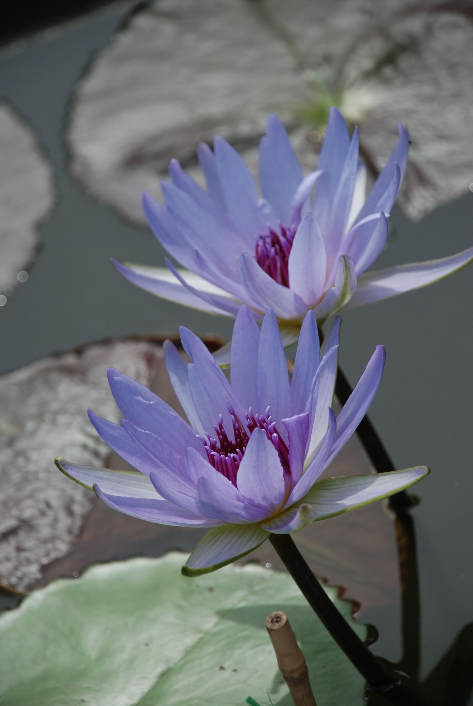 Nikon D80 sample photo. Water lily, aquatic plant photography