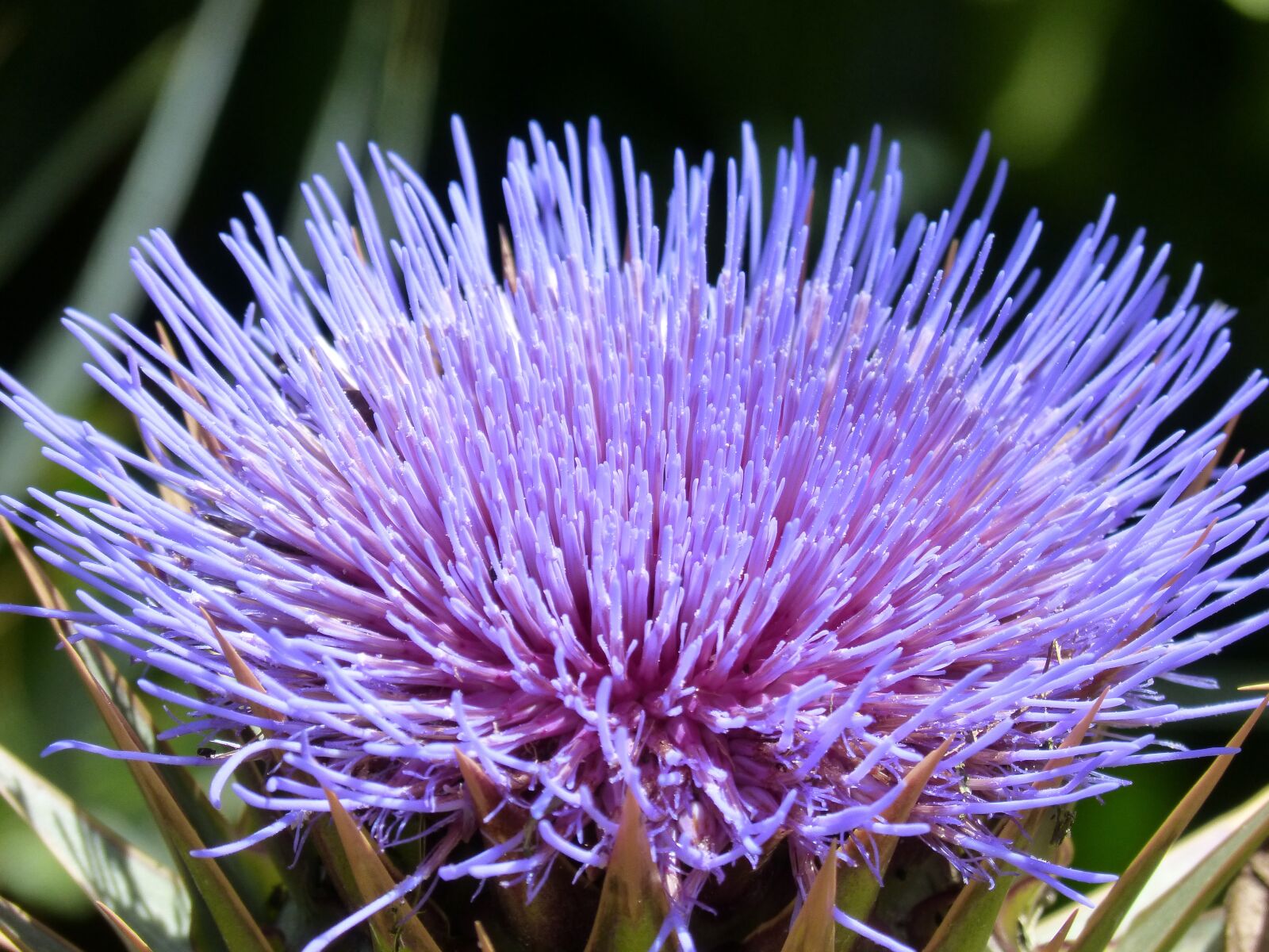 Panasonic DMC-FZ62 sample photo. Artichoke flower, purple, beauty photography