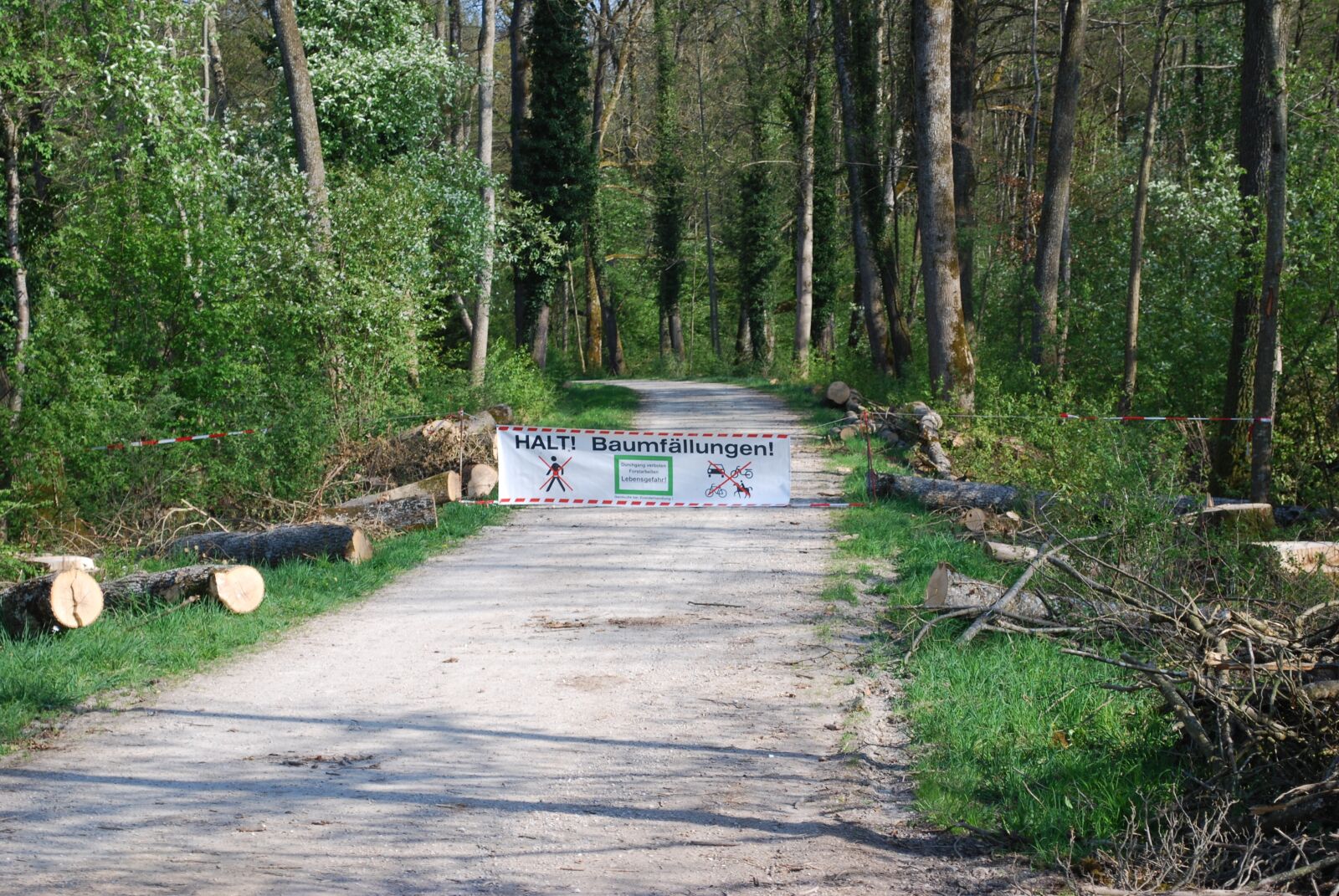 Nikon D60 sample photo. Wood, nature, landscape photography