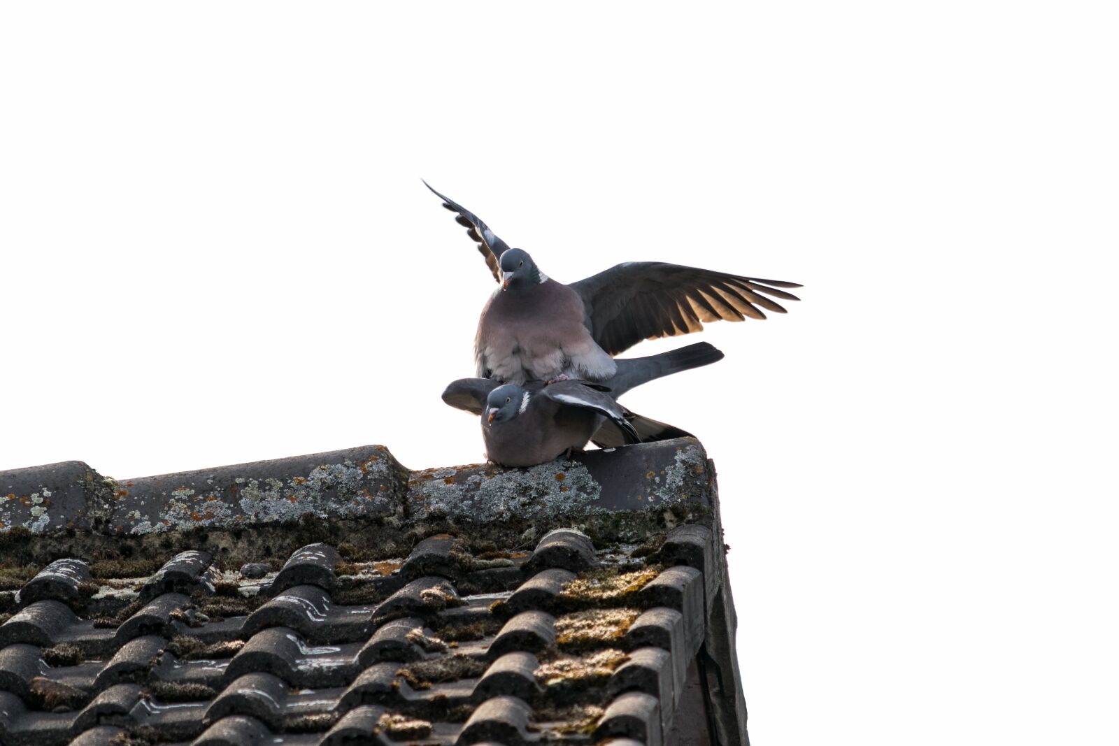 Nikon D5300 sample photo. Pigeons, birds, bird photography