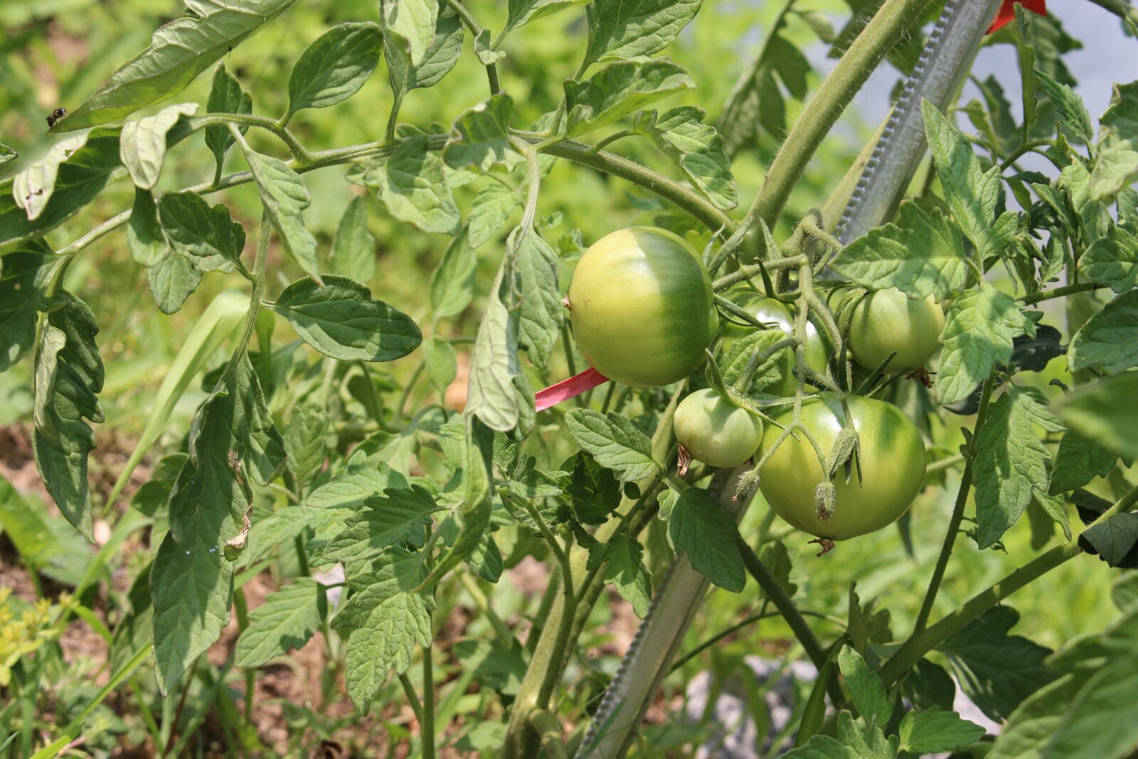 Canon EOS 700D (EOS Rebel T5i / EOS Kiss X7i) sample photo. Tomato, fruit photography