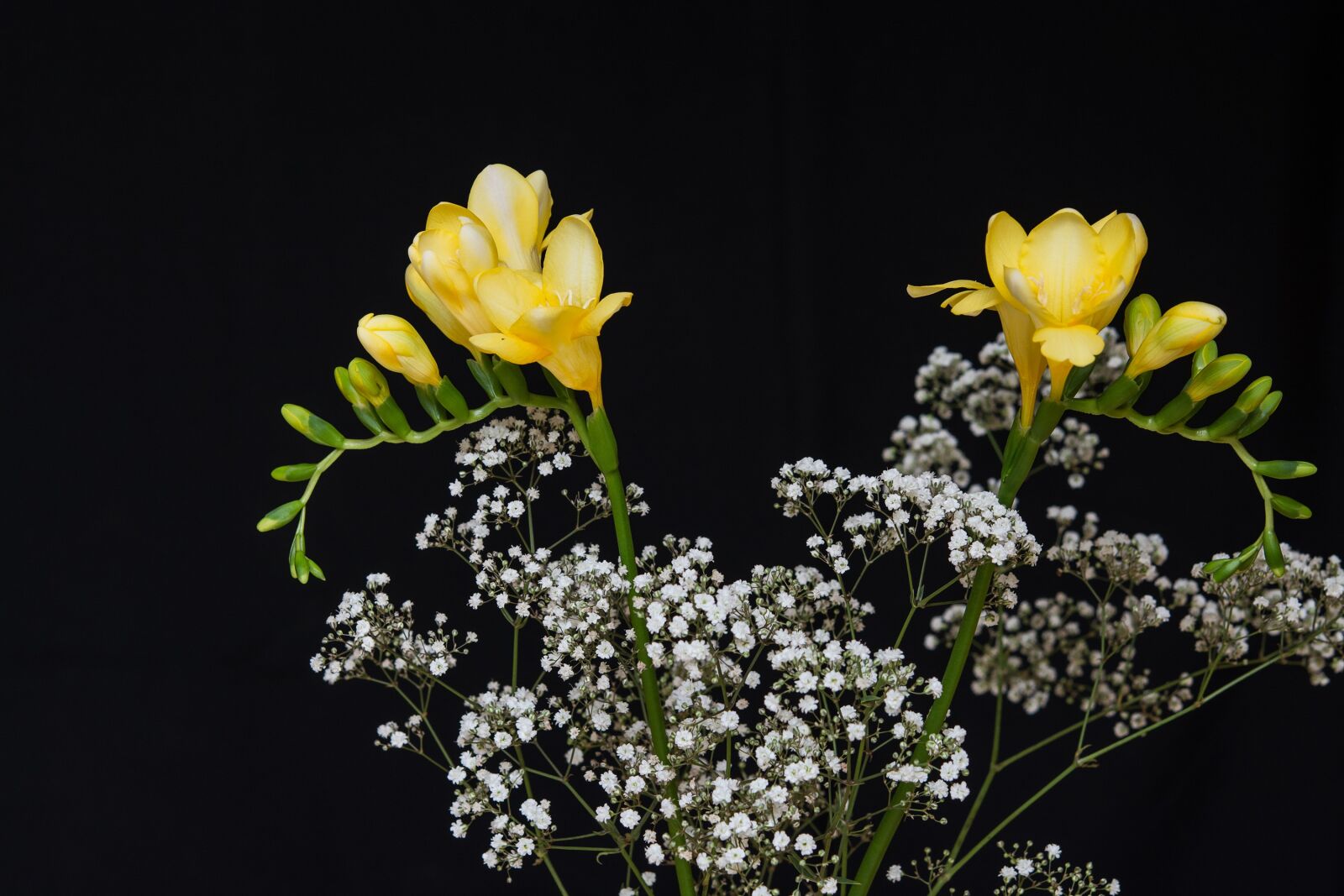 Nikon D7100 sample photo. Flowers, yellow flowers, freesia photography