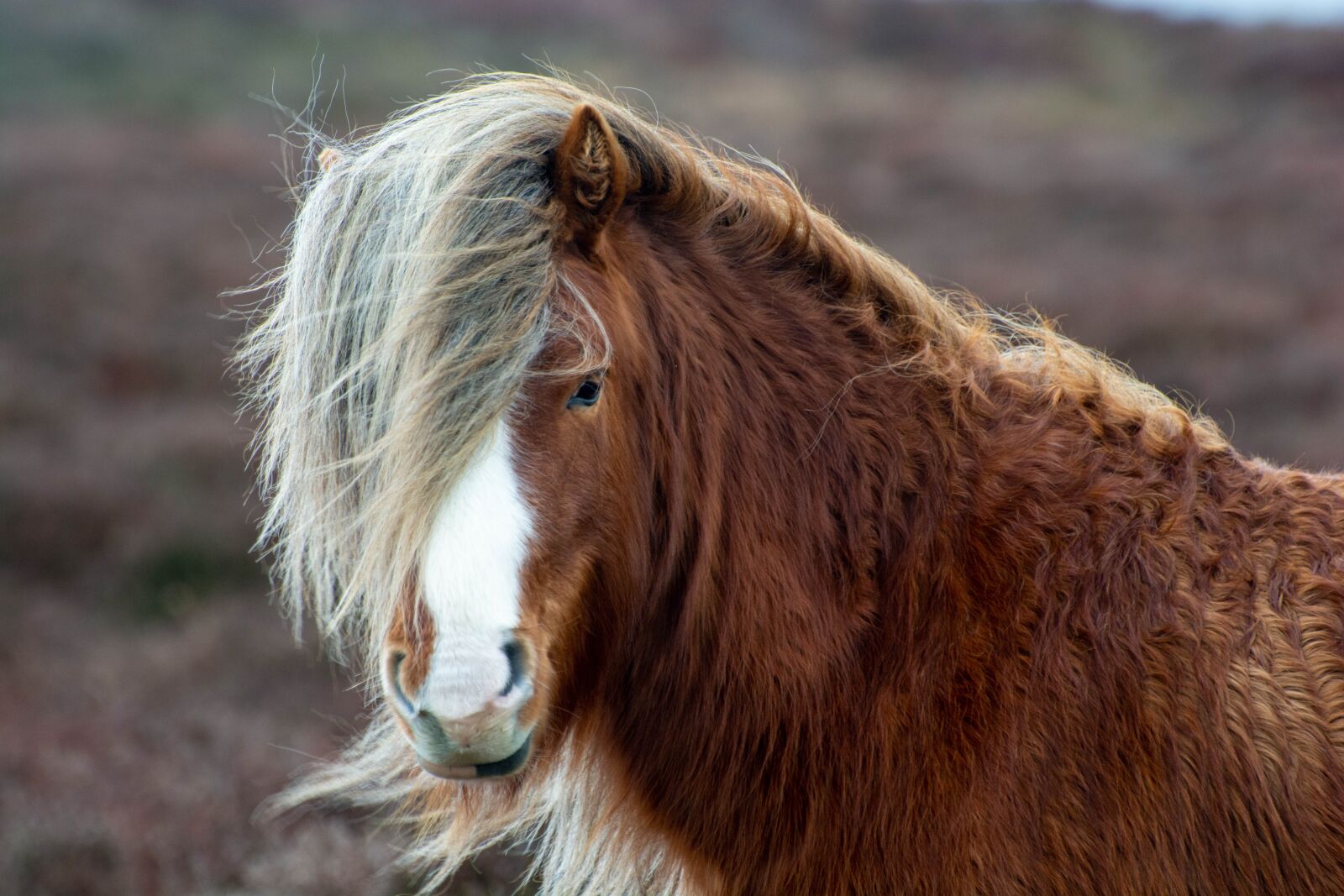 Nikon D7100 sample photo. Horse, wild, outdoors photography