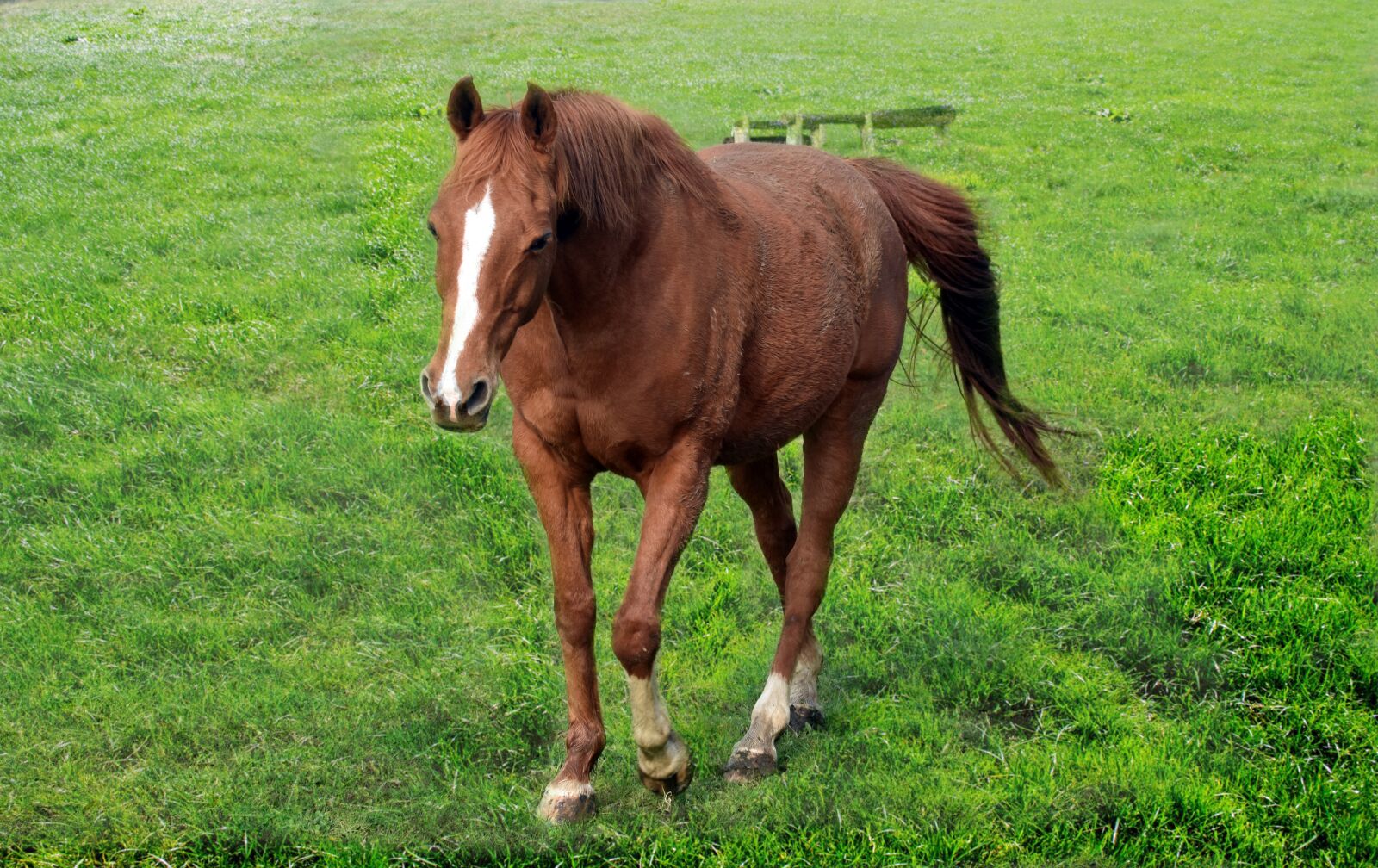 Nikon D5600 sample photo. Horse, green grass, smart photography