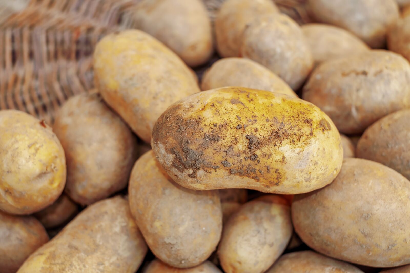 Fujifilm X-T10 + Fujifilm XF 35mm F1.4 R sample photo. Potatoes, harvest, agriculture photography