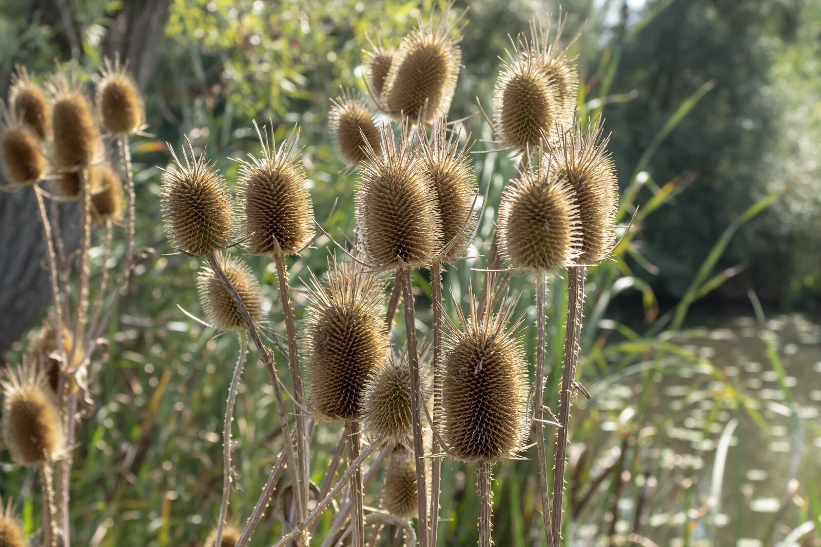 Canon EOS 1300D (EOS Rebel T6 / EOS Kiss X80) sample photo. Wildflower, stalk, szam rk photography