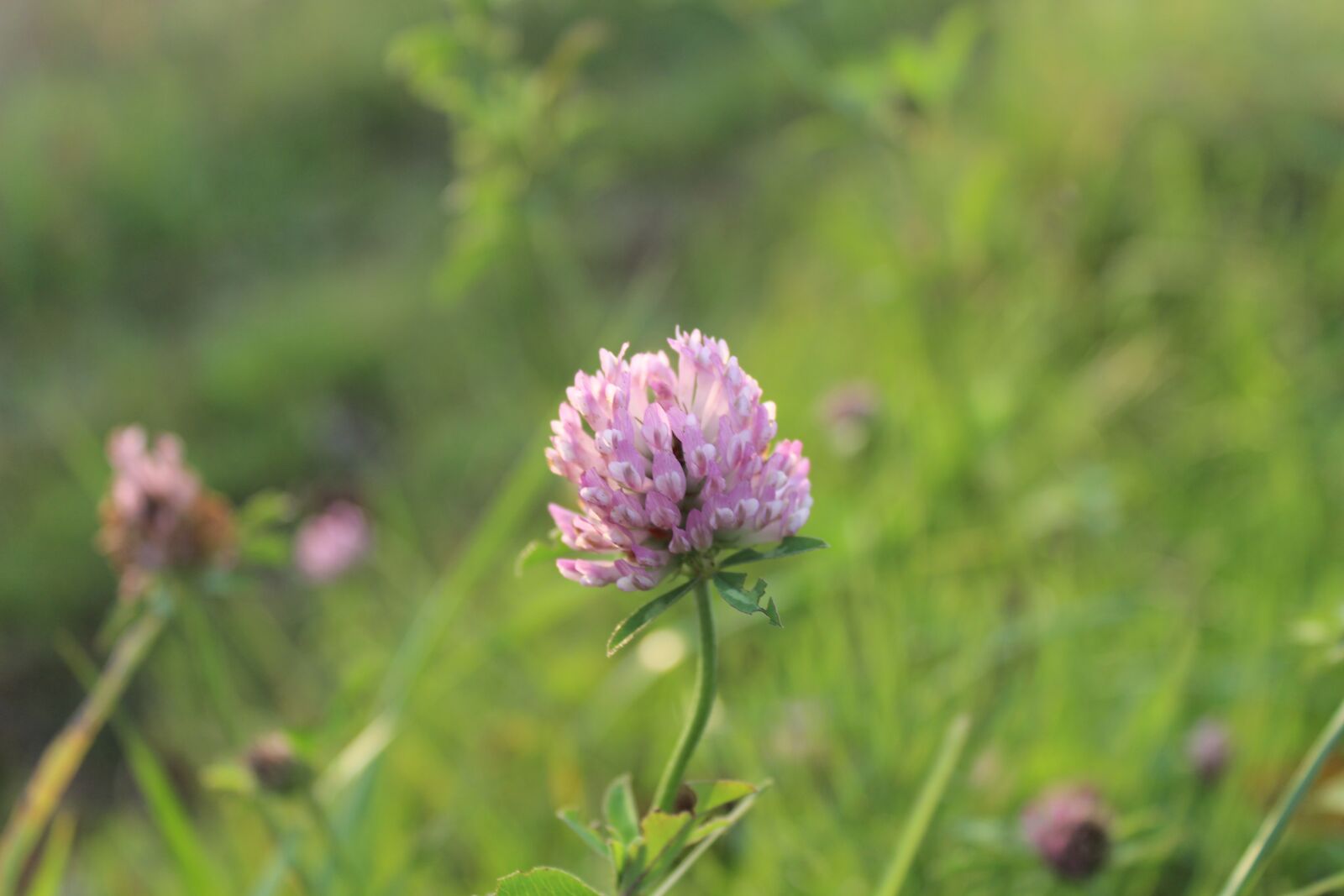 Canon EOS 600D (Rebel EOS T3i / EOS Kiss X5) sample photo. Grass, flower, plant photography