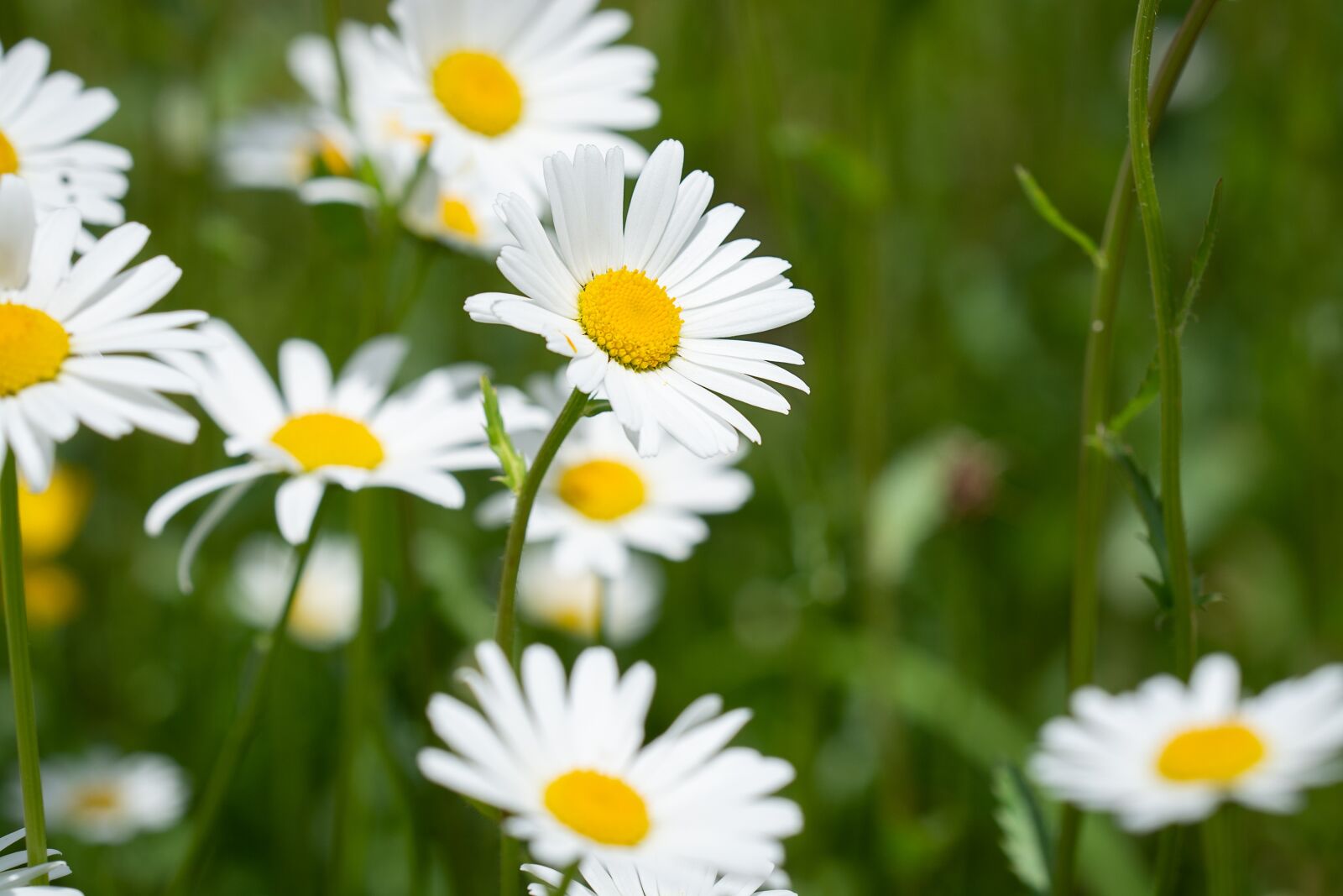 Nikon D7100 sample photo. Flower, white, white flowers photography