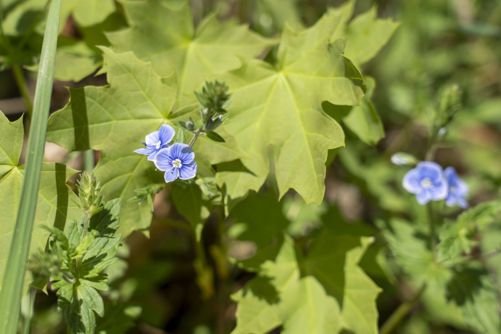 Sony FE 24-105mm F4 G OSS sample photo. Plant, nature, detail photography