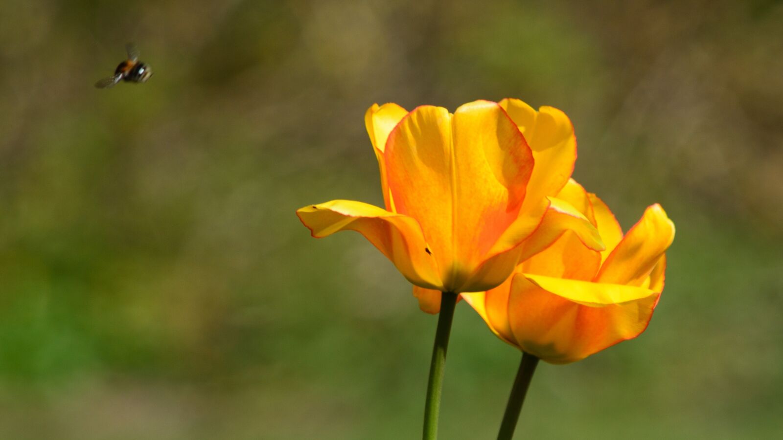 Nikon D5200 sample photo. Natural, flower, bee photography