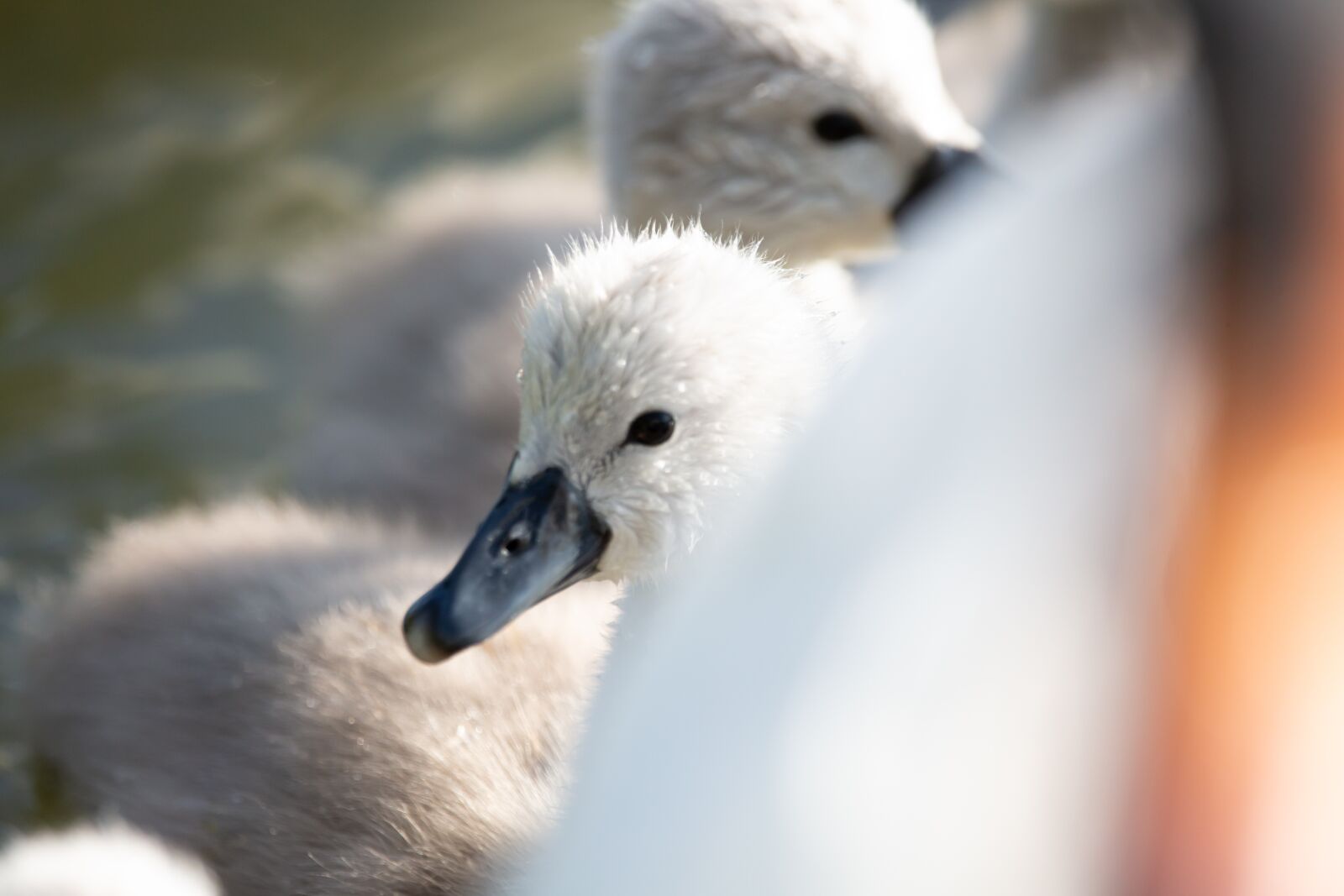 150-600mm F5-6.3 DG OS HSM | Contemporary 015 sample photo. Cygnet, swan, young swan photography