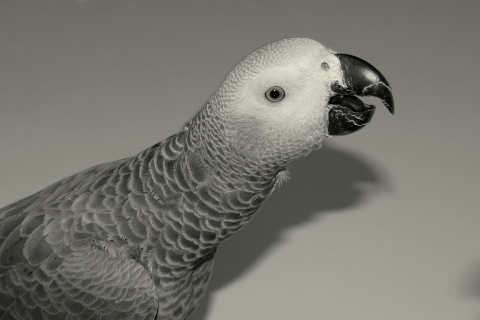 Canon EOS 1200D (EOS Rebel T5 / EOS Kiss X70 / EOS Hi) sample photo. Parrot, african grey parrot photography