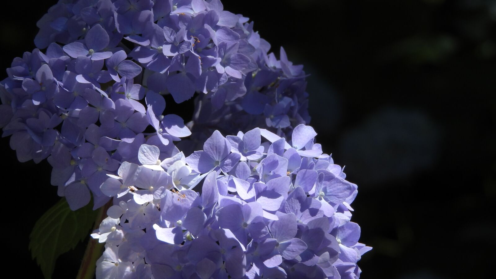 Nikon Coolpix P610 sample photo. Hydrangea, flower, inflorescence photography