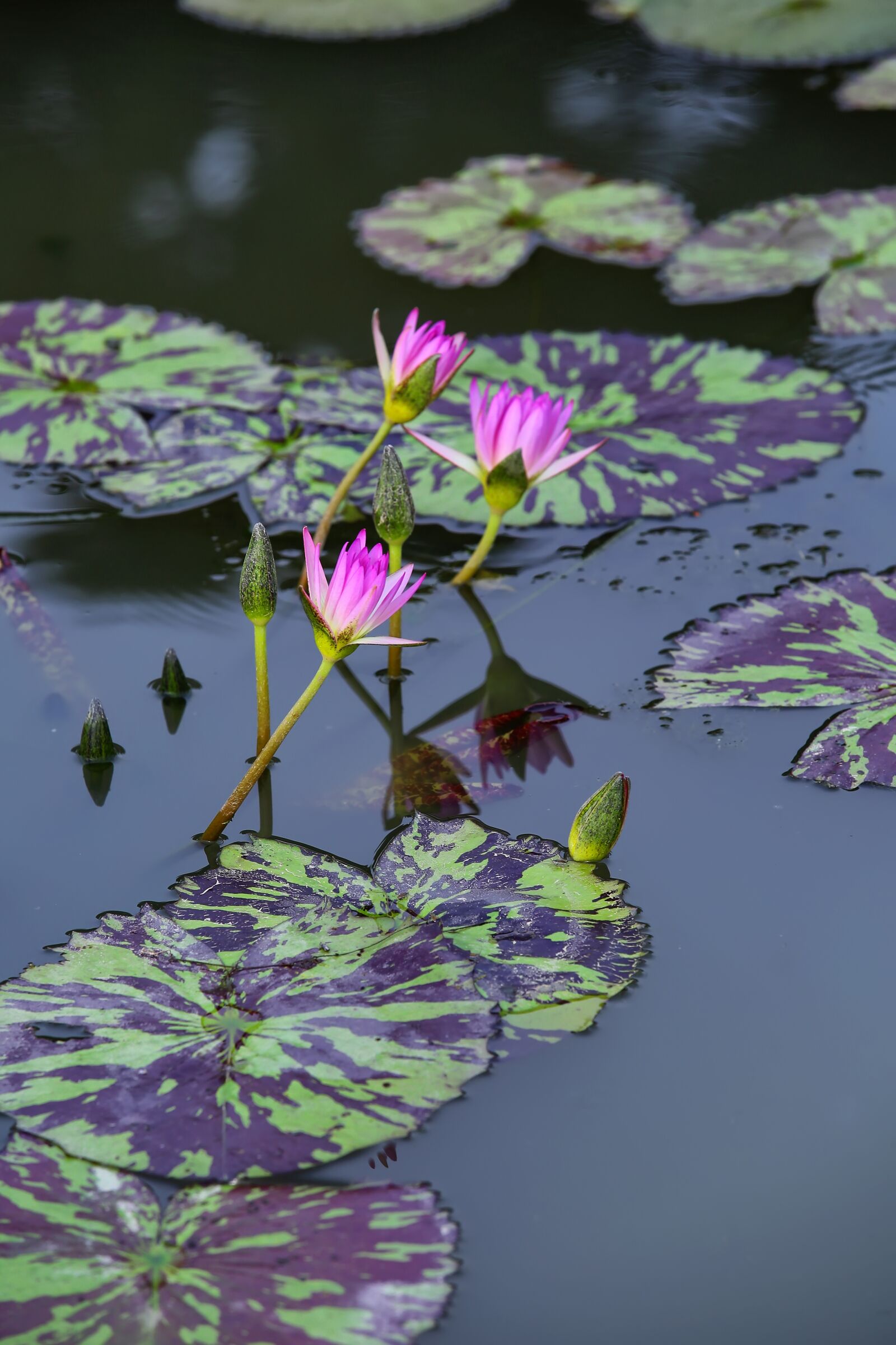 Canon EF 70-200mm F2.8L IS II USM sample photo. Lotus, nature, flowers photography