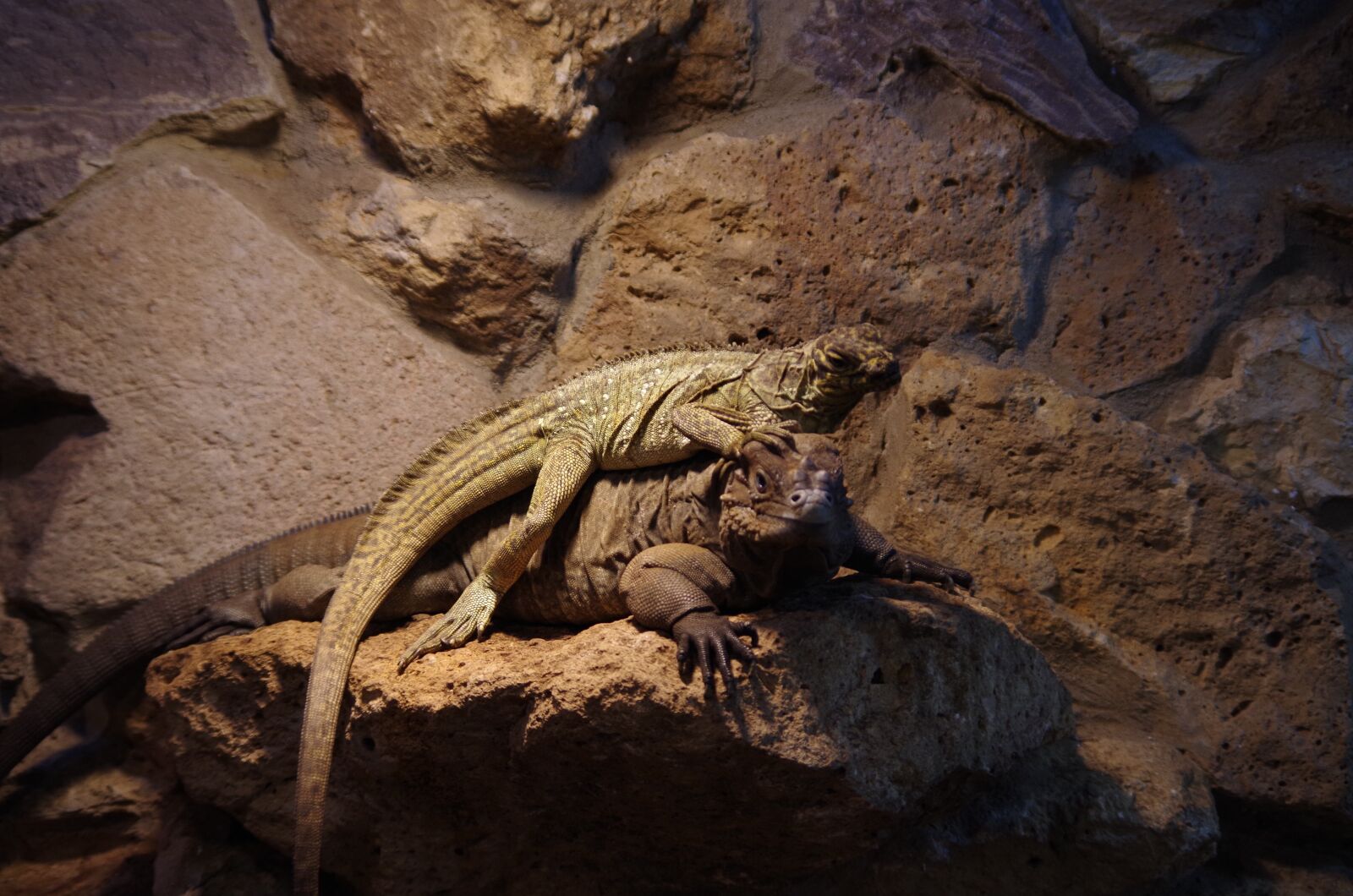 Pentax K-50 sample photo. Lizard, reptile, nature photography