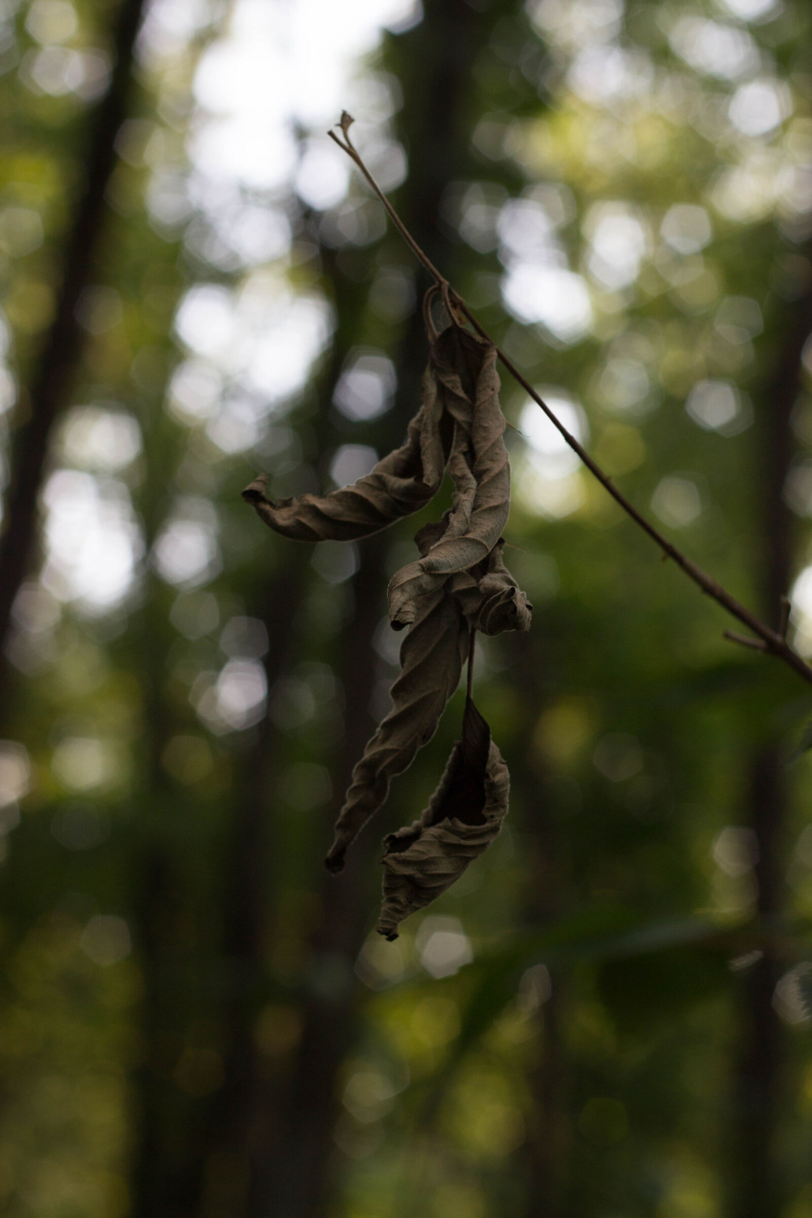 Canon EF 50mm F1.8 II sample photo. Nicolas, desarno photography