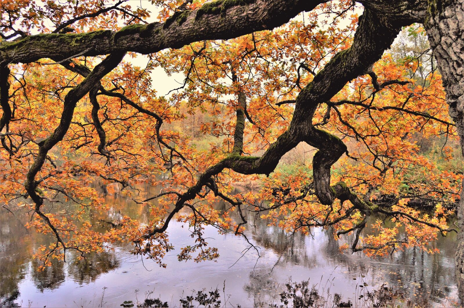 Nikon D3200 sample photo. Tree, autumn, nature photography