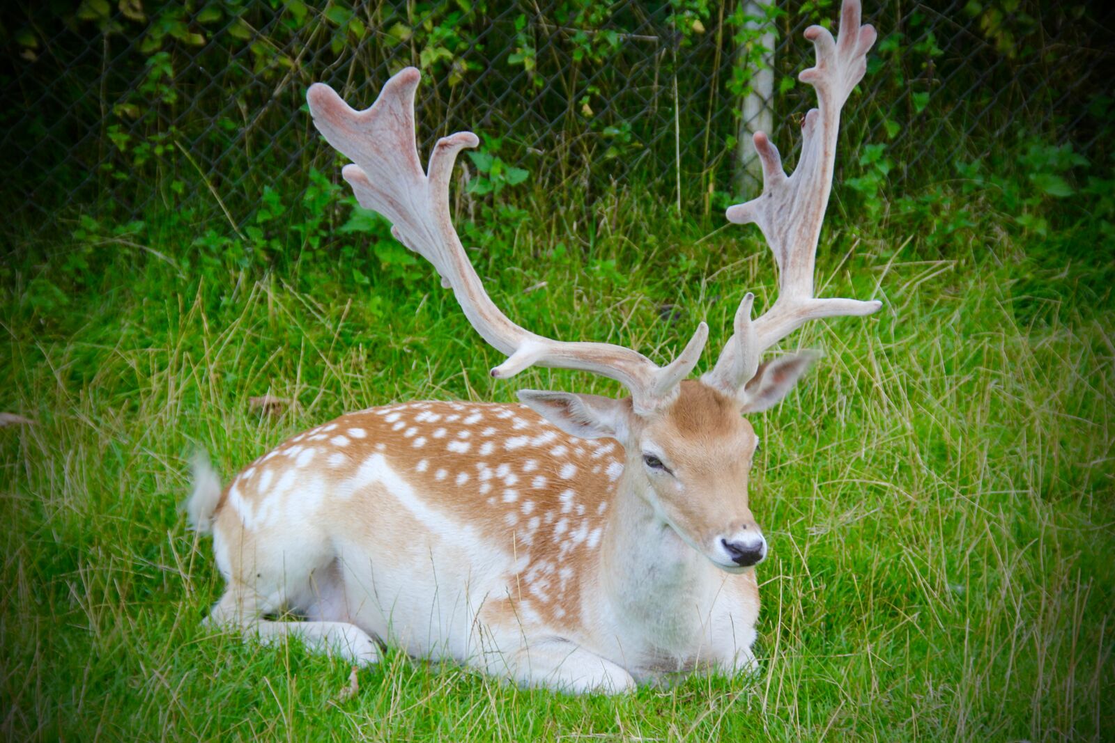 Canon EOS 60D sample photo. Antlers, buck, wildlife photography