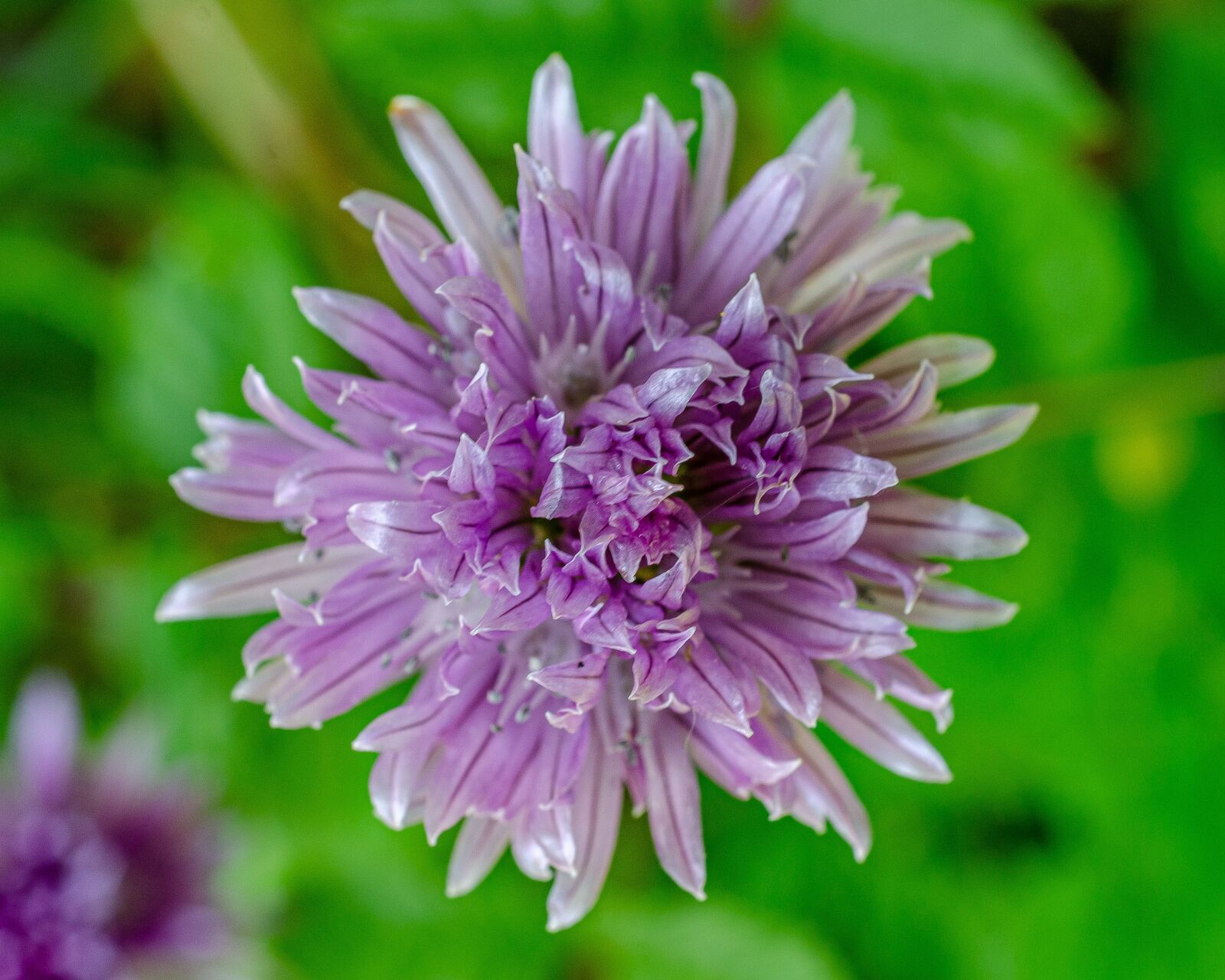Nikon D7000 sample photo. Flower, chives, purple photography