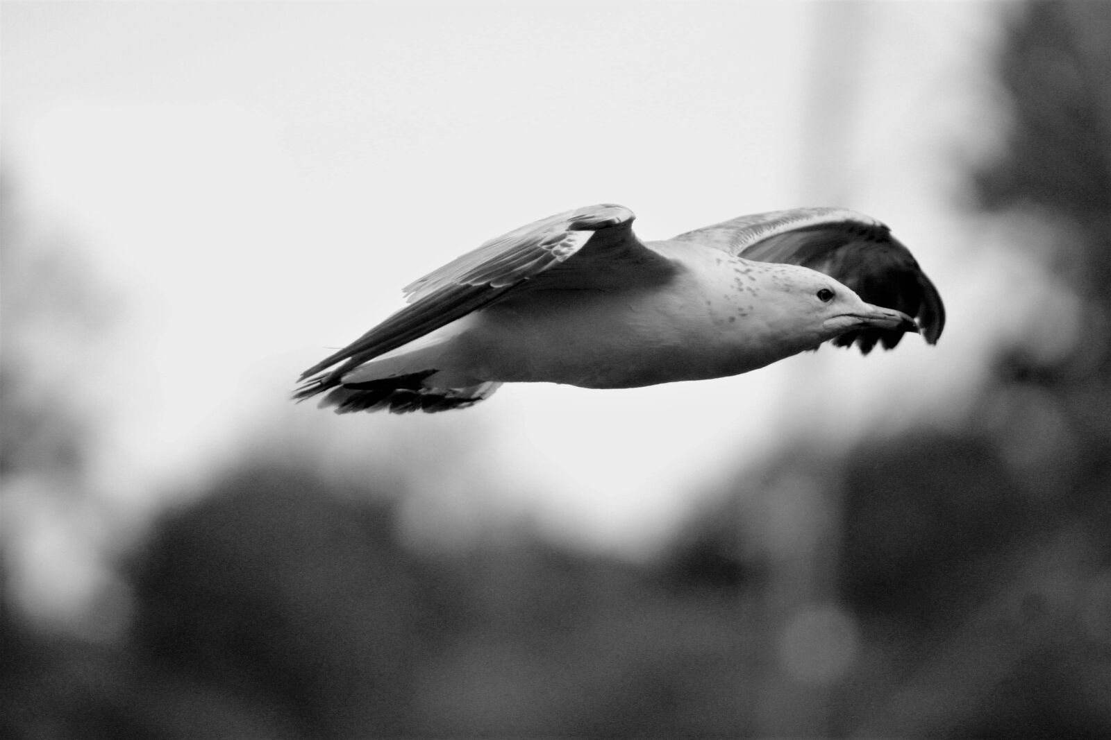 Canon EOS 1200D (EOS Rebel T5 / EOS Kiss X70 / EOS Hi) sample photo. Birds, bird wings, nature photography